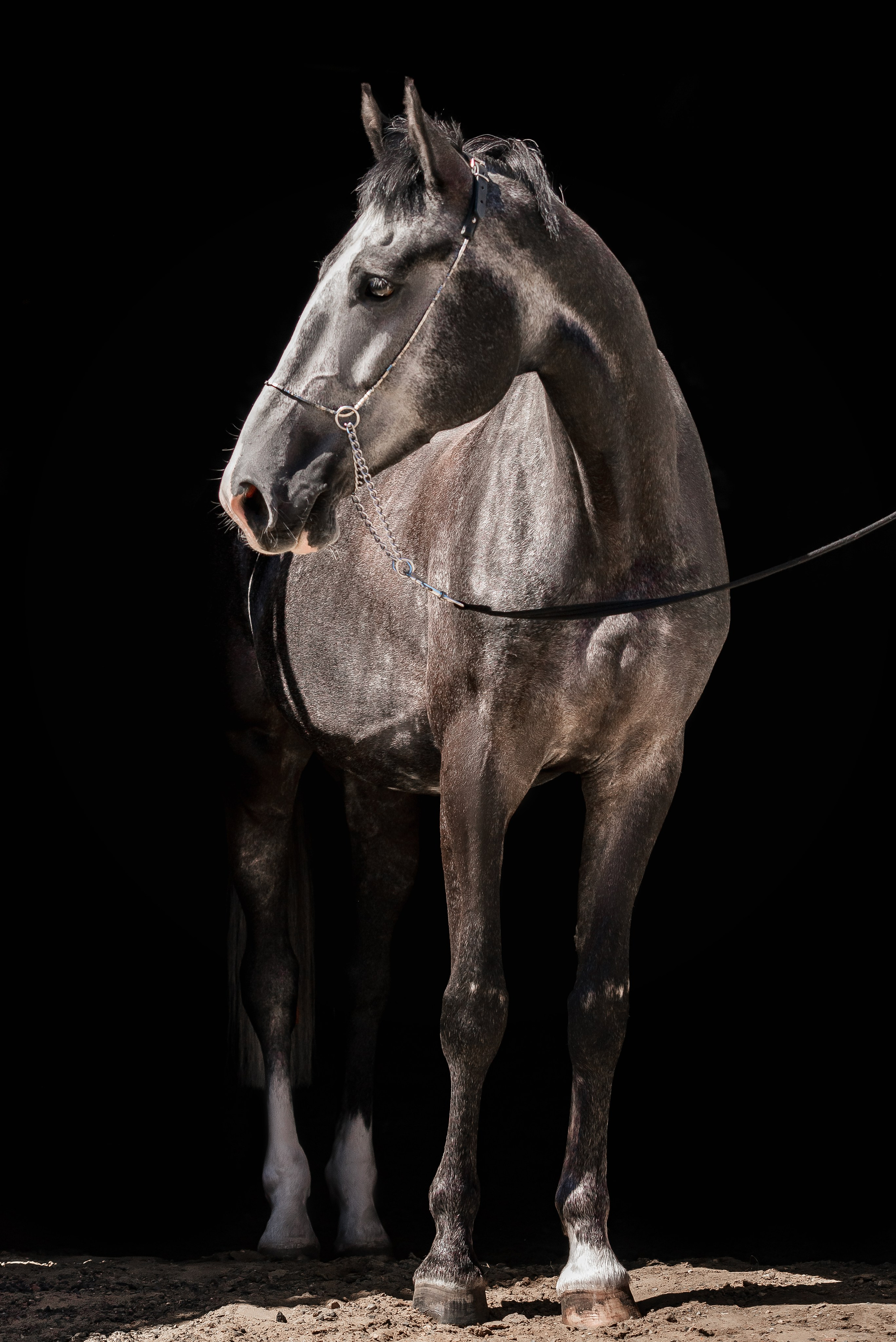 Волхов. Куракина Дарья • Конный фотограф