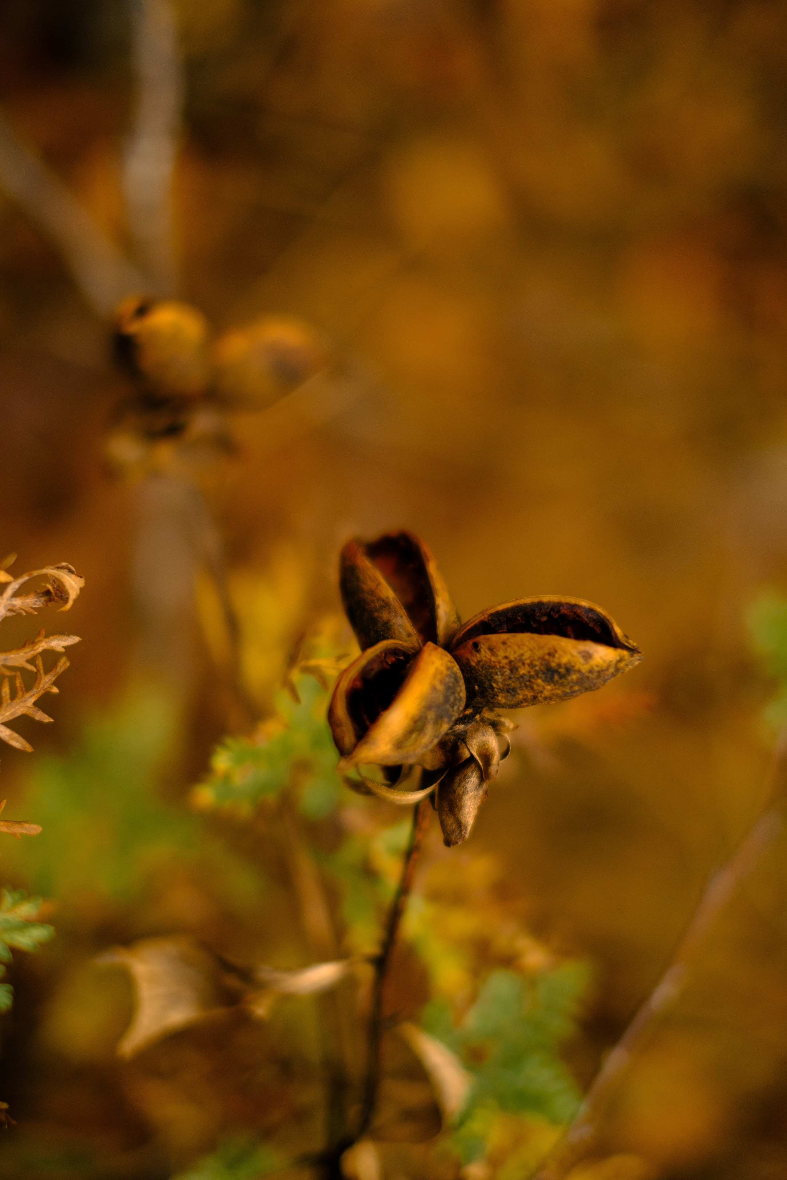 Михайловские столбы осенью. Фотограф Благовещенска Яна