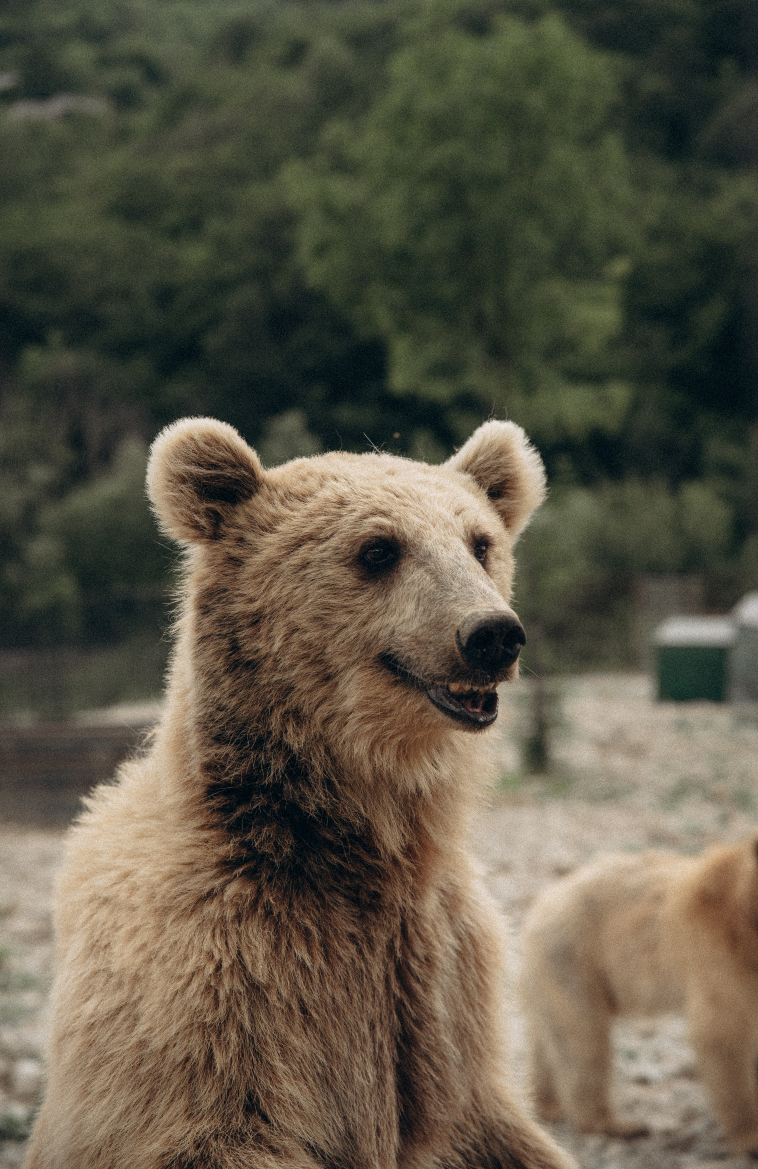 Медвежий приют, Мамкода, Грузия 🇬🇪 «Honey Trip». Anita_photo
