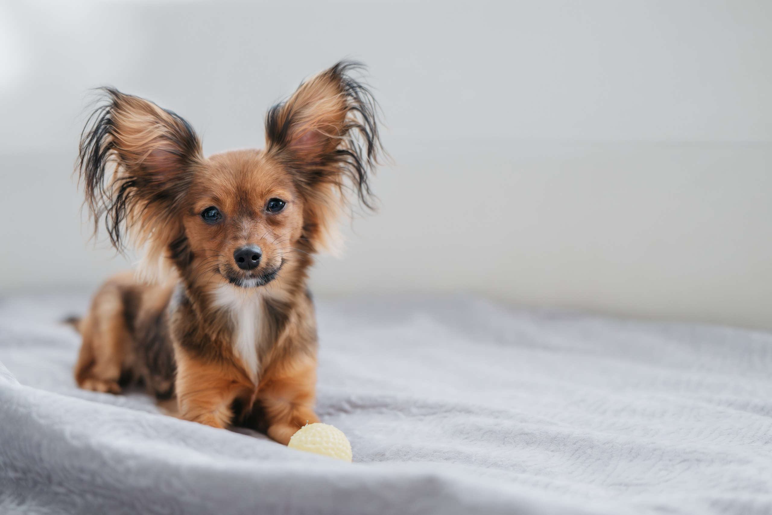Домашняя съемка. Фотограф Анималист в Москве Анастасия Жучкова
