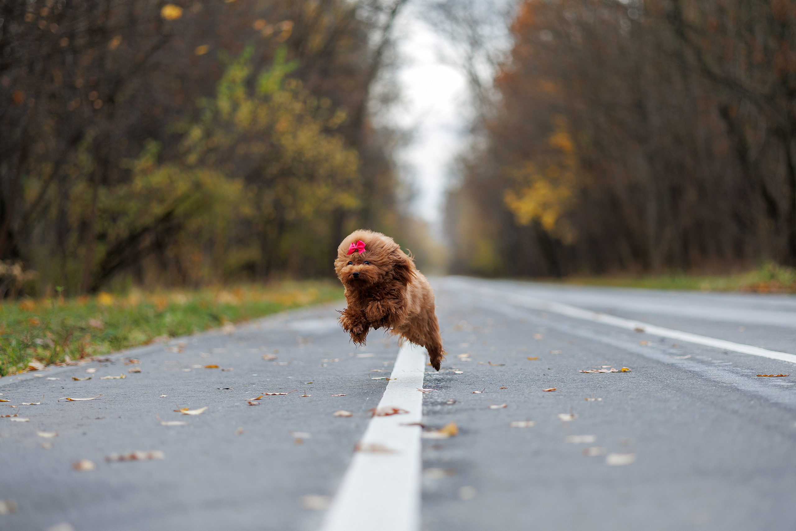 Прогулка в Кусково (в обработке). Фотограф Анималист в Москве Анастасия Жучкова