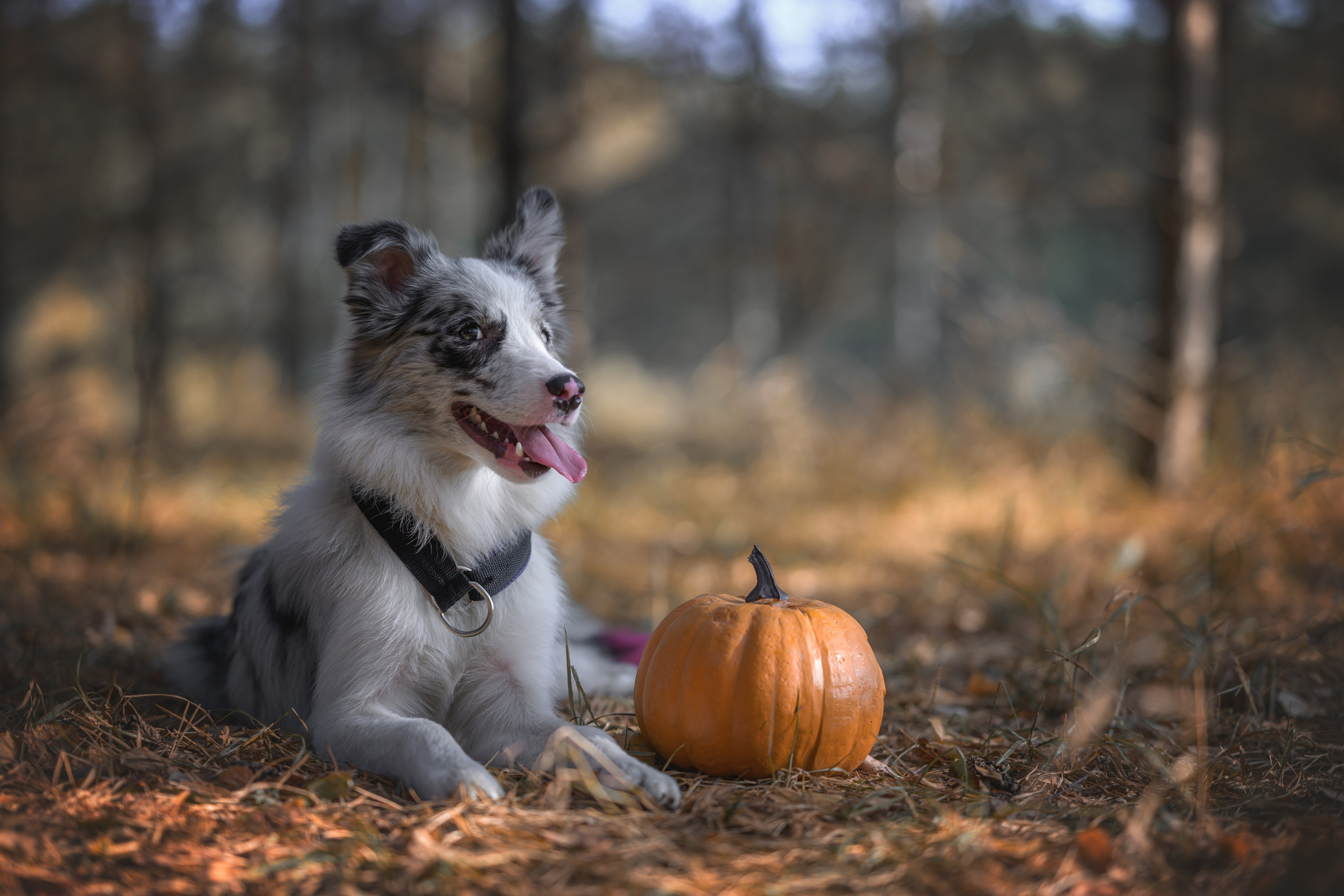 Хэллоуин. Фотограф Анималист в Москве Анастасия Жучкова