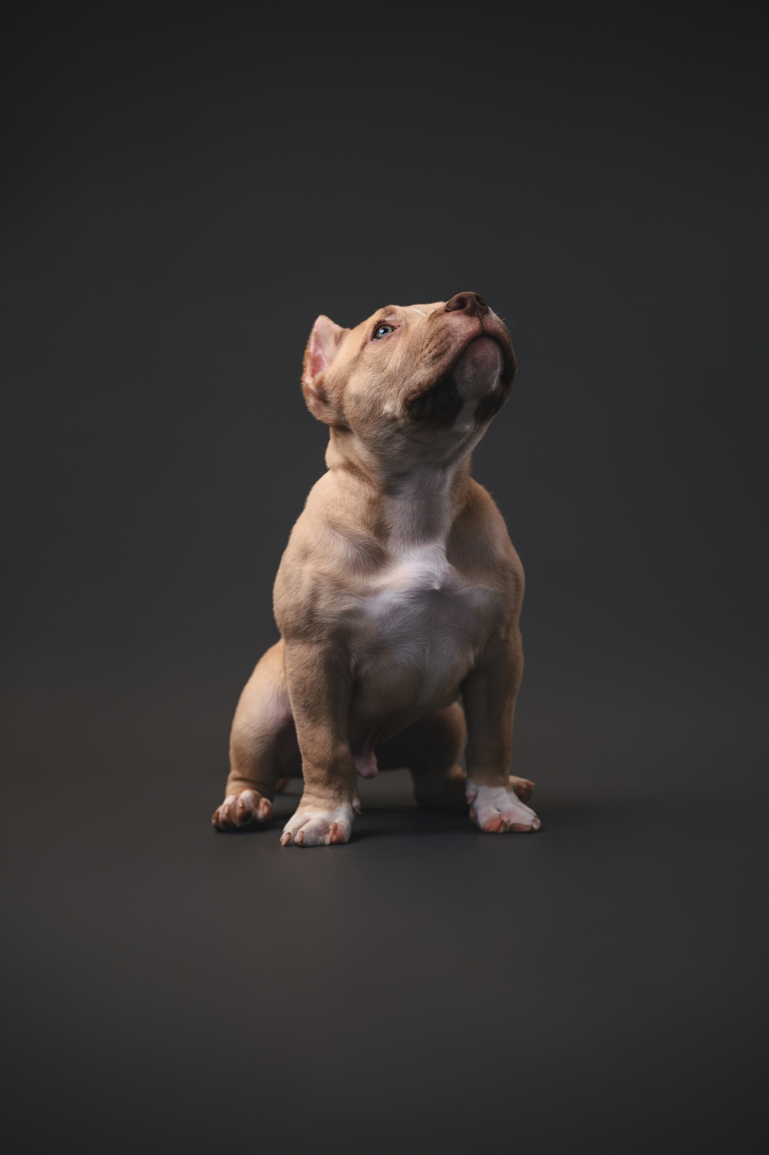 Булли. Фотограф Анималист в Москве Анастасия Жучкова