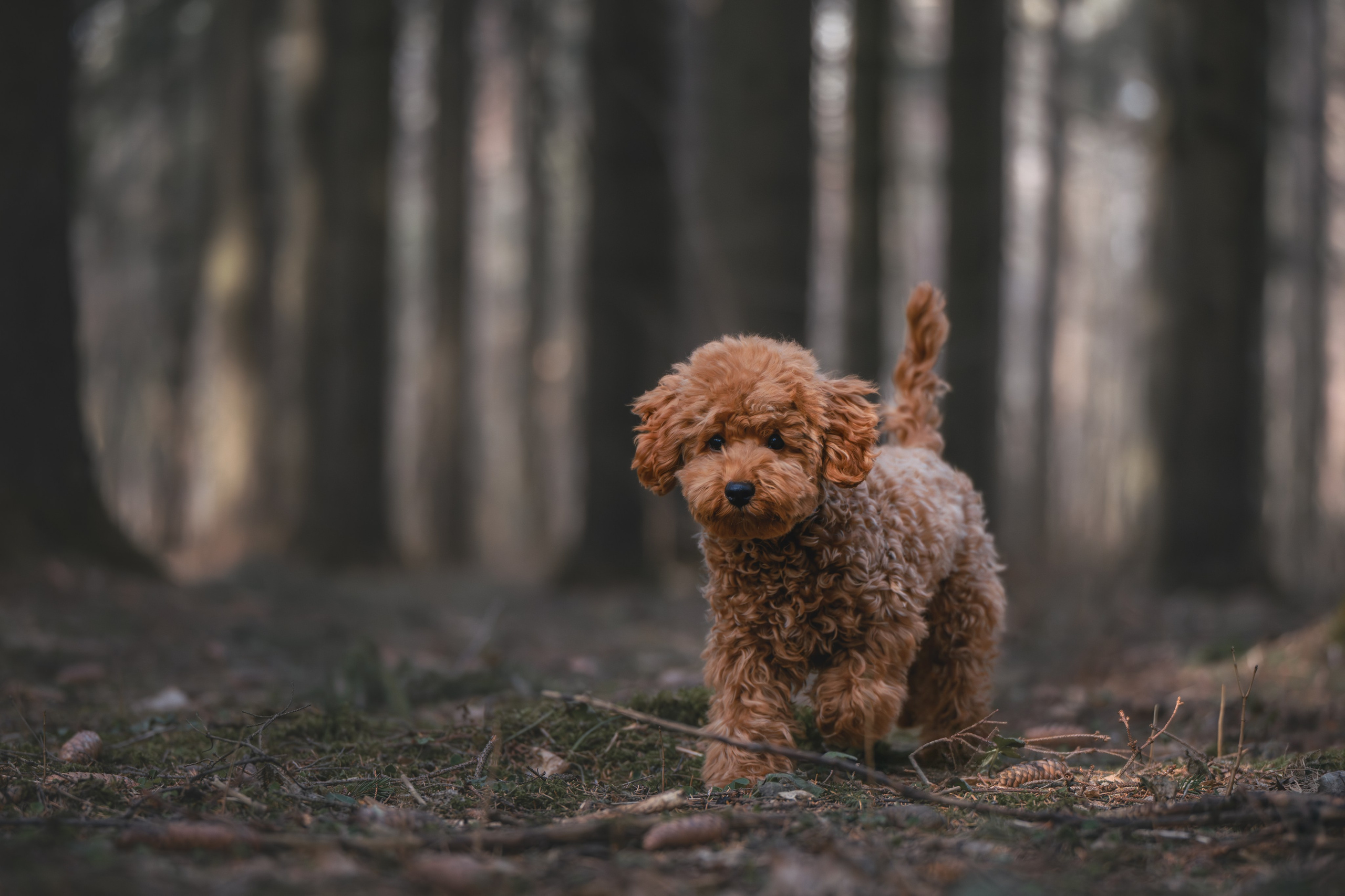 Пудель в лесу. Фотограф Анималист в Москве Анастасия Жучкова