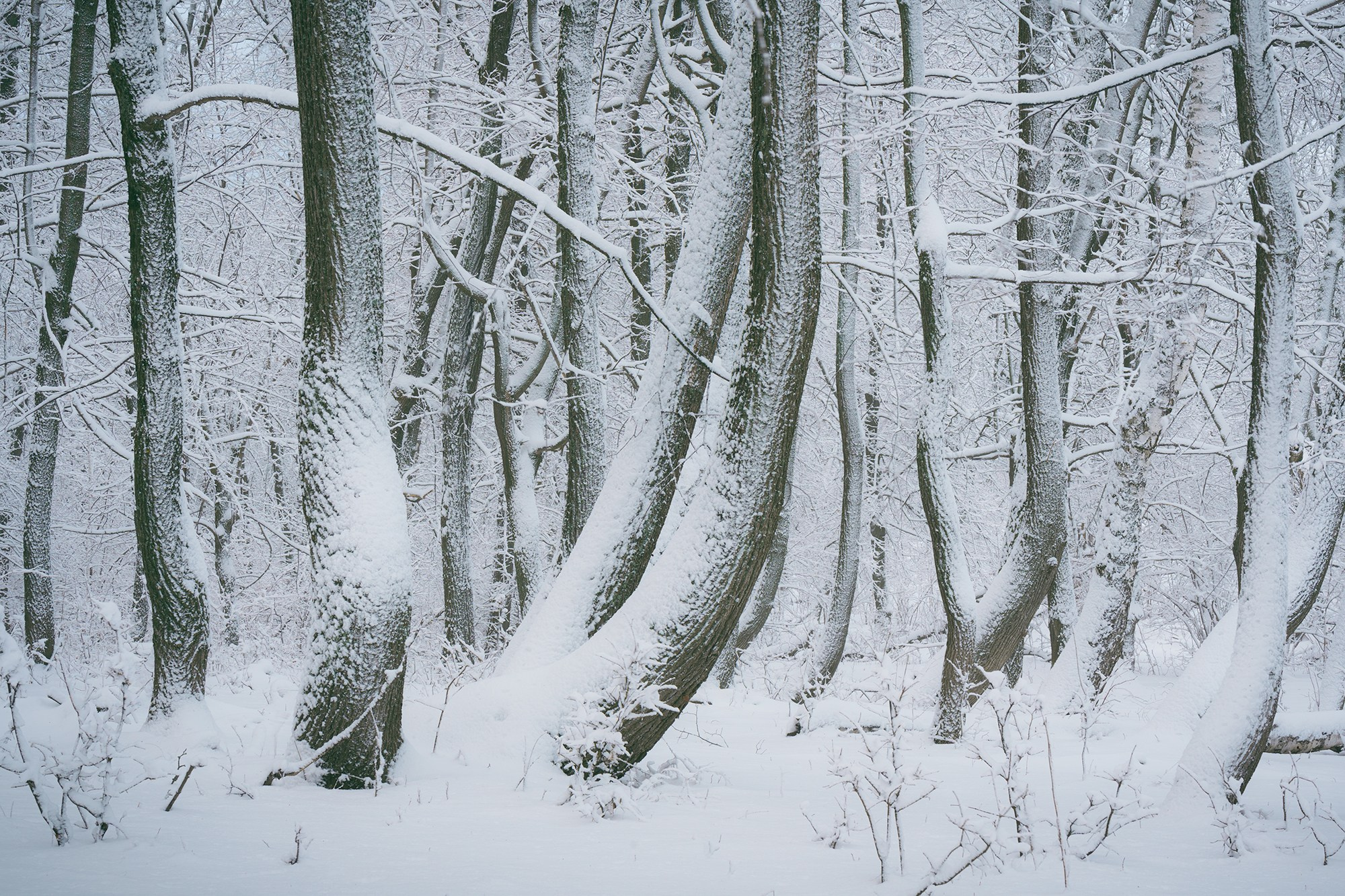 Зимний лес. Пейзажный фотограф Руслан Лукманов