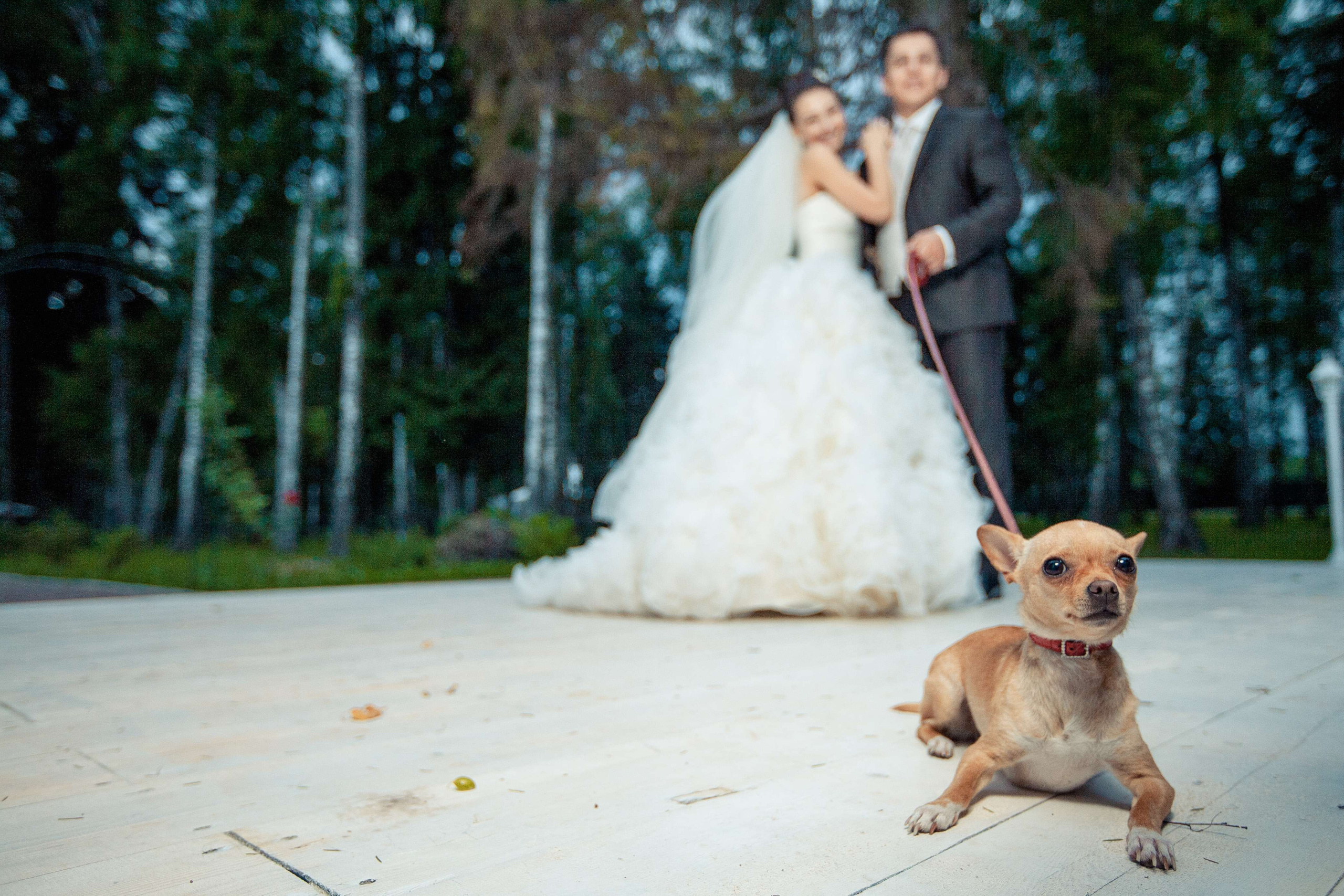 Свадьба Камила и Марины. Портретный, репортажный и пейзажный фотограф в Москве Сергей Арест