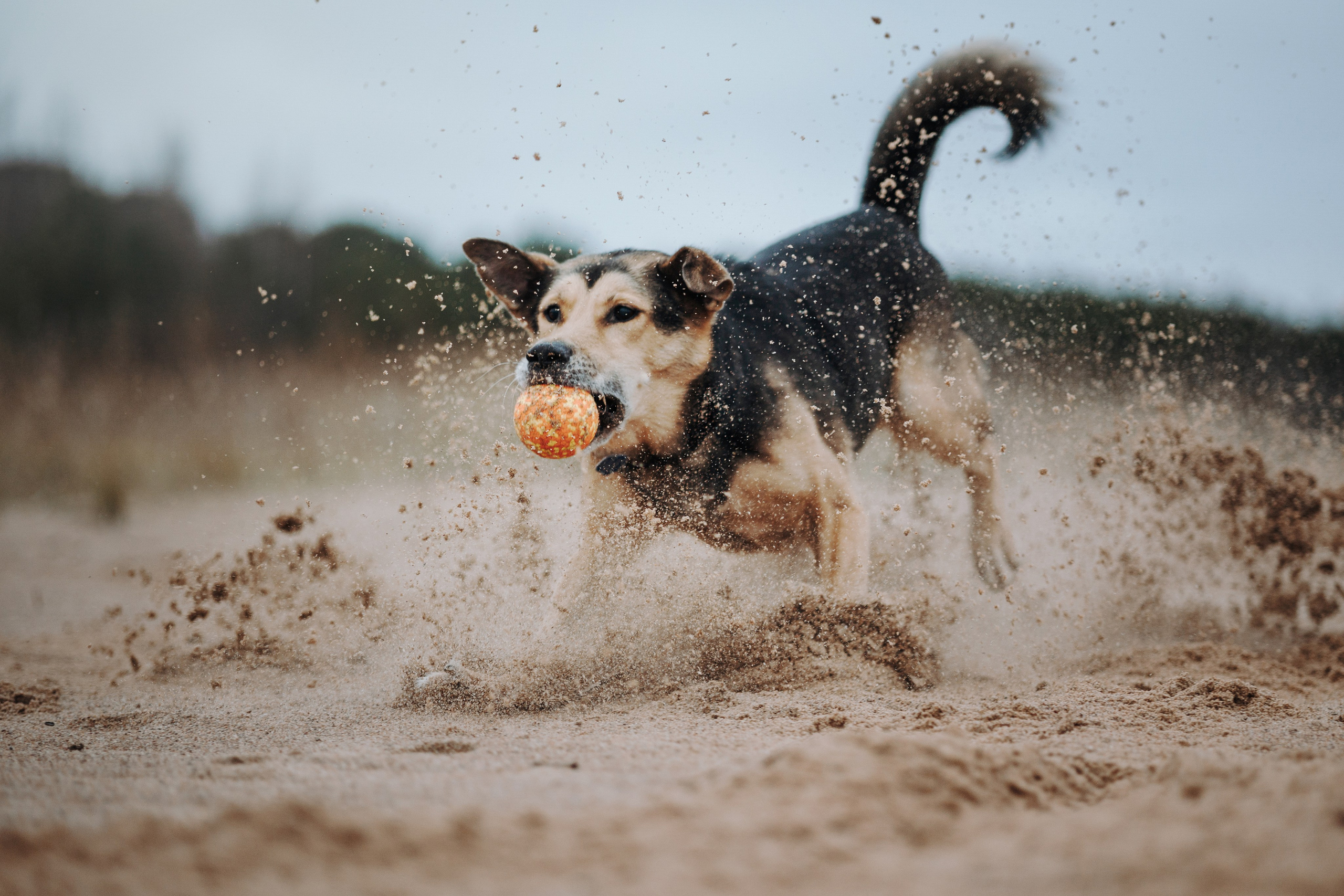 Наталья и Того. Фотограф — Анималист | Санкт-Петербург