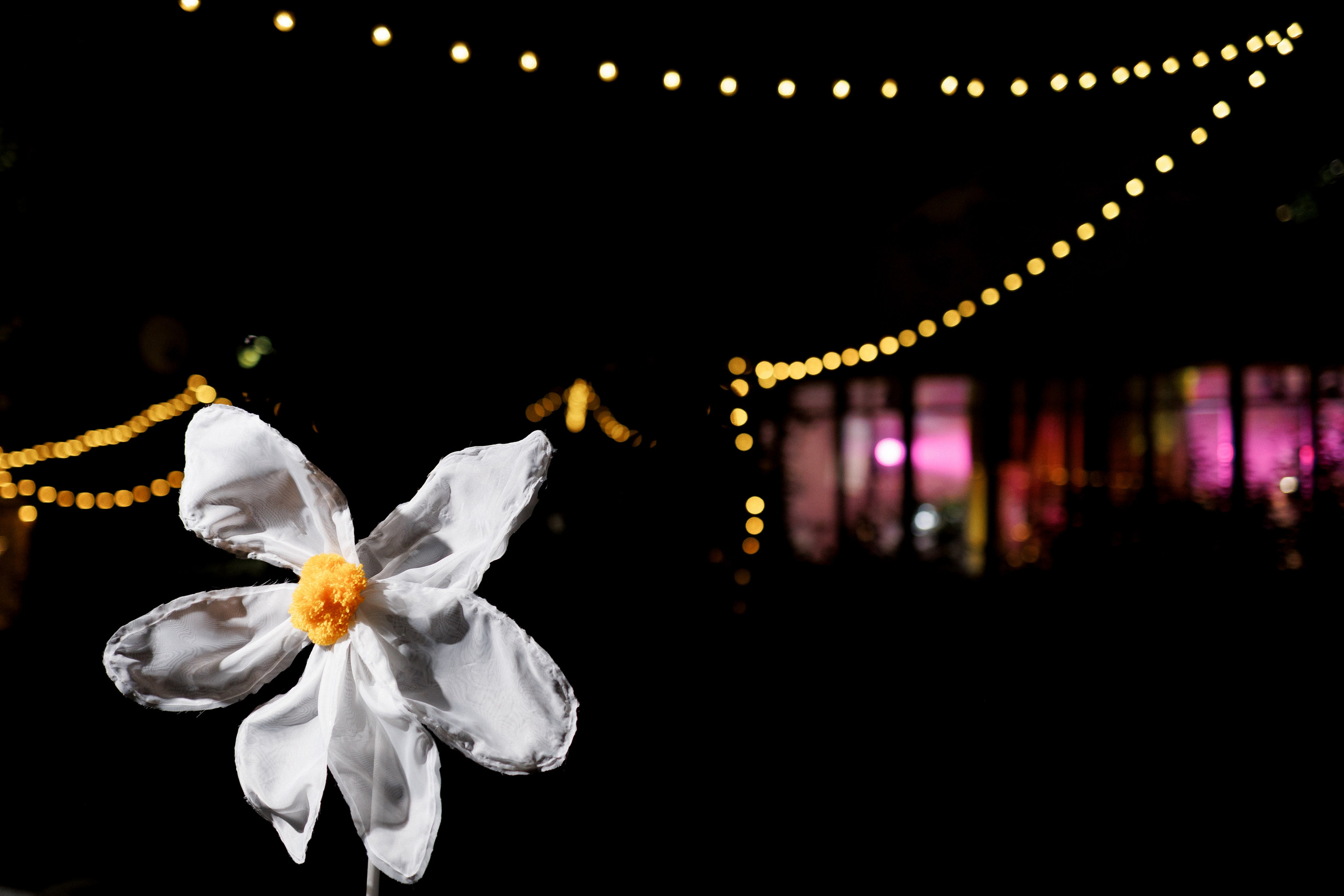 Ромашковые ромашки. Свадебный и семейный фотограф в Твери, Москве, Санкт-Петербурге