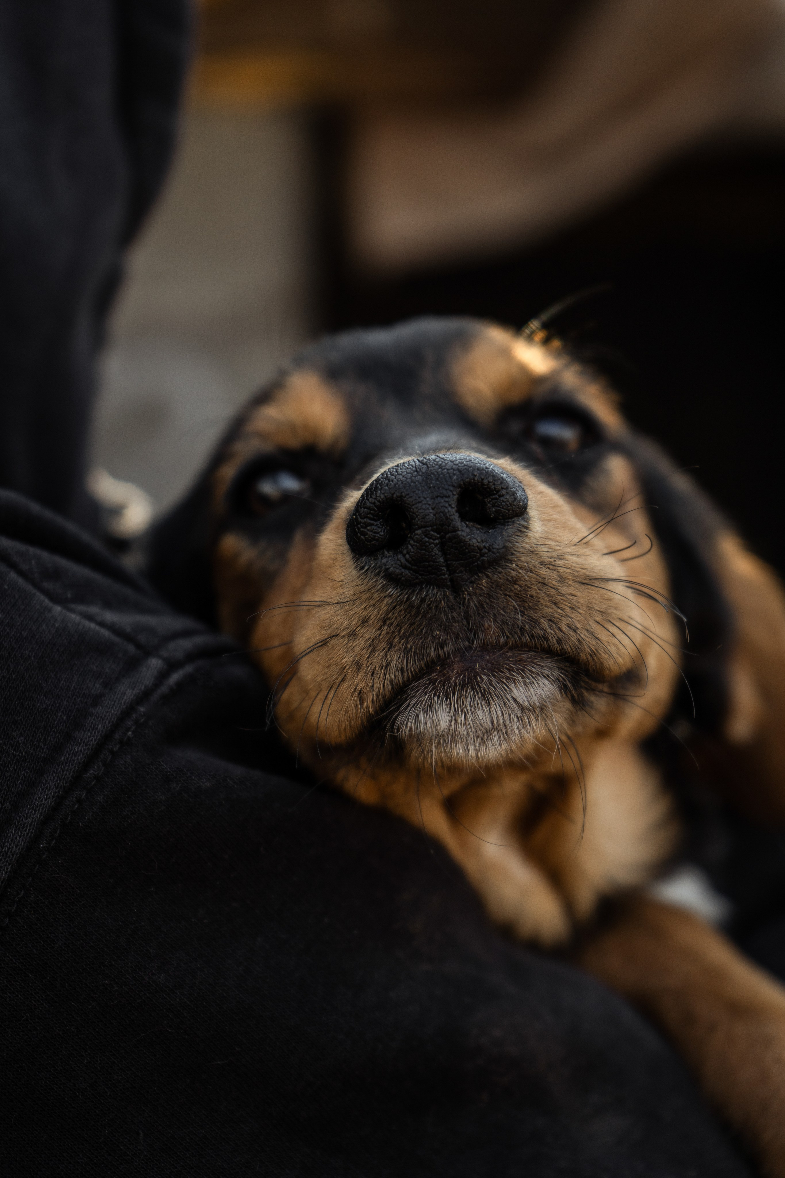 Pets. Makaroshkassirom — photographer in Minsk