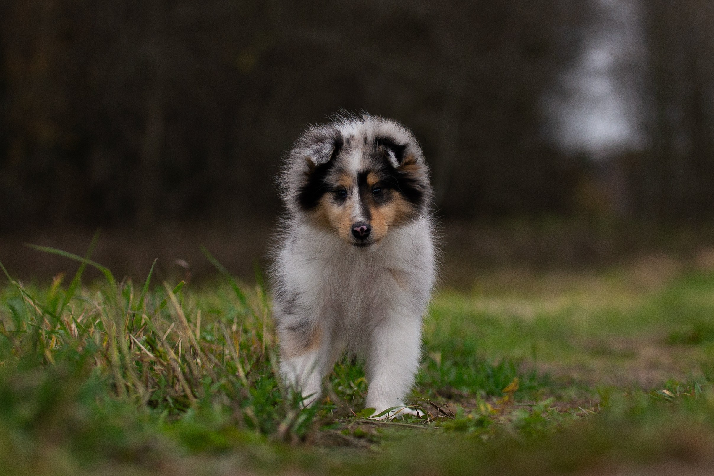 Собаки питомника Версаль. Творческий фотограф Вологда