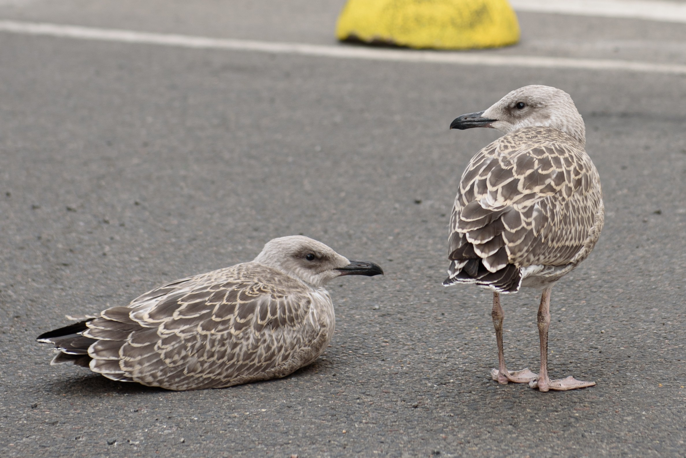 Прогулка по Минску. Анна Боровикова, фотограф Пушкино