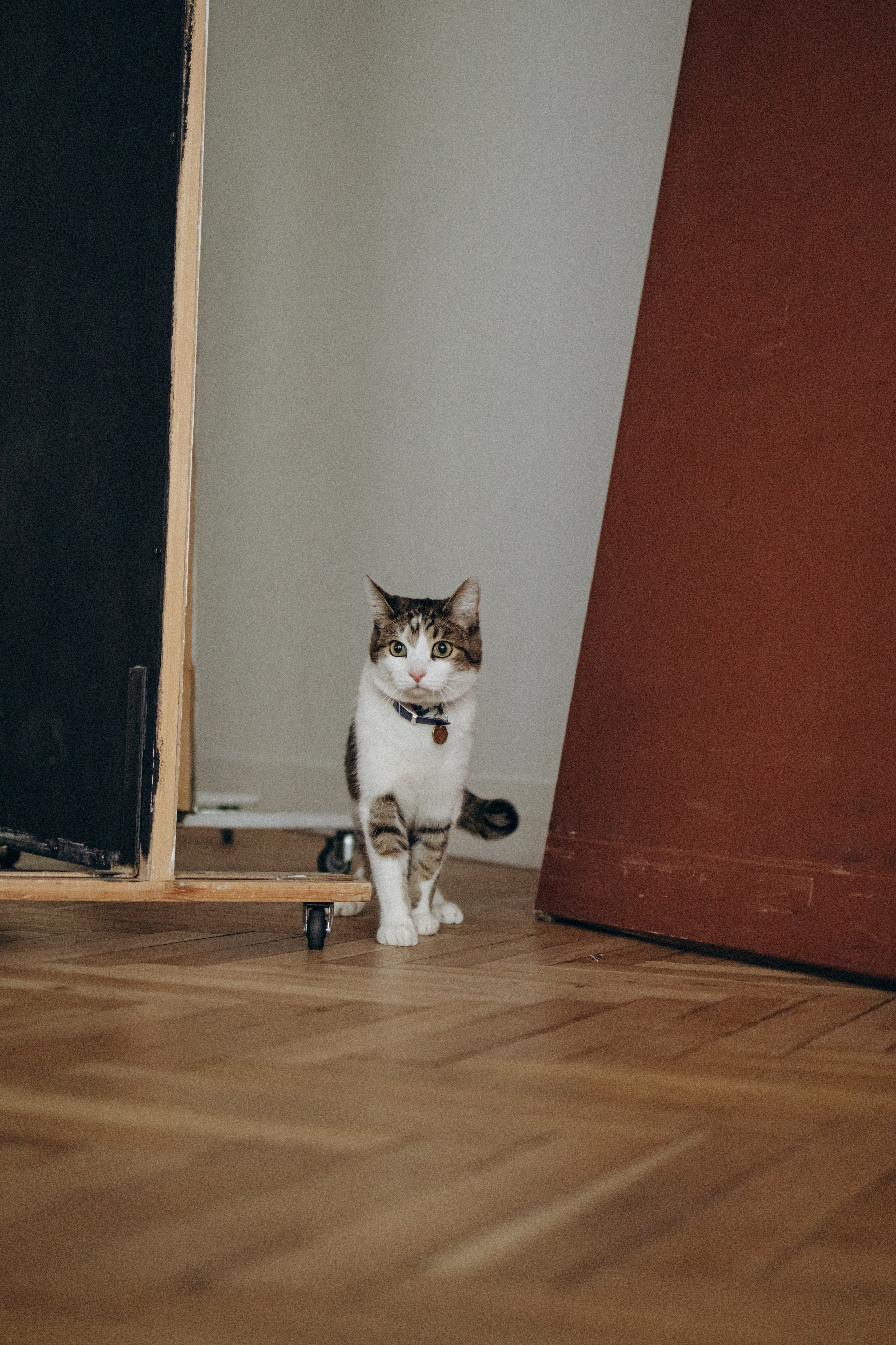 Ксюша и Яша. Фотораф — анималист Мария Шистка