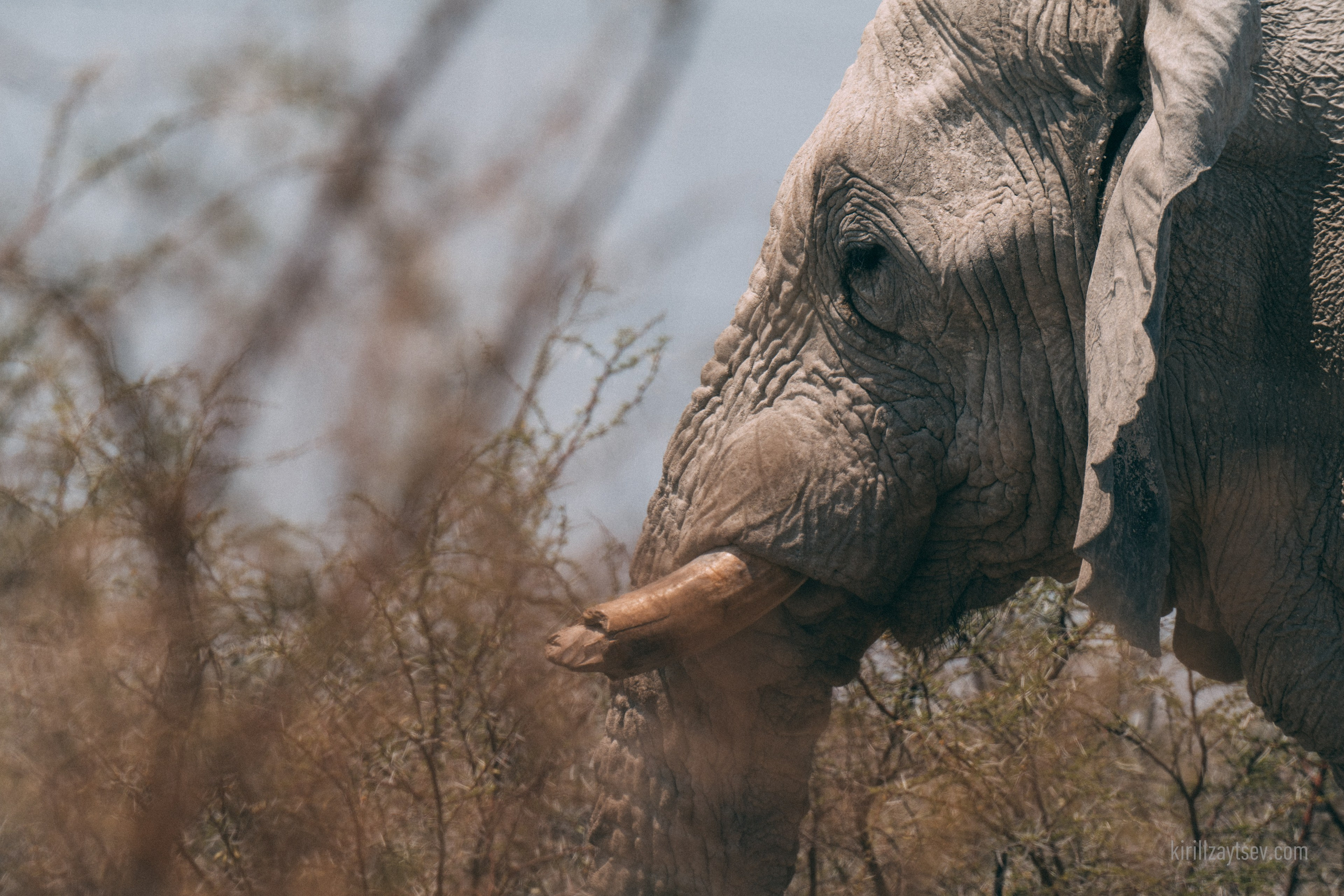 Жизнь. Профессиональный фотограф Кирилл Зайцев