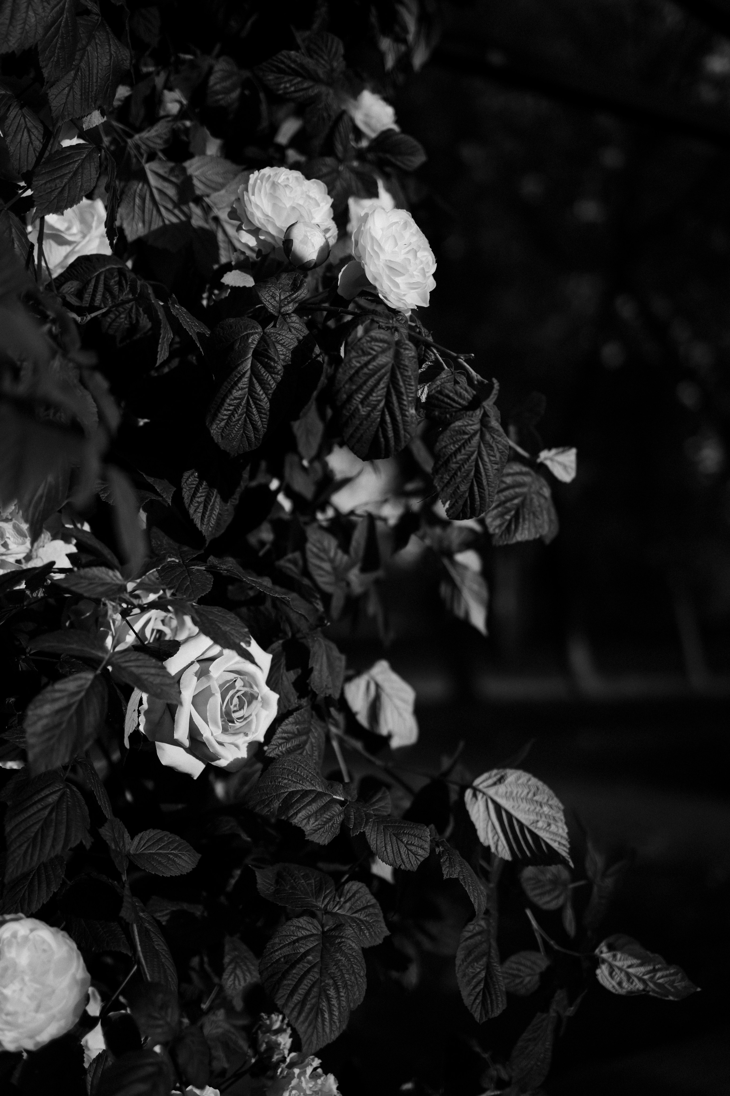 A&N. Свадебный фотограф Лиза Макатович Беларусь Минск