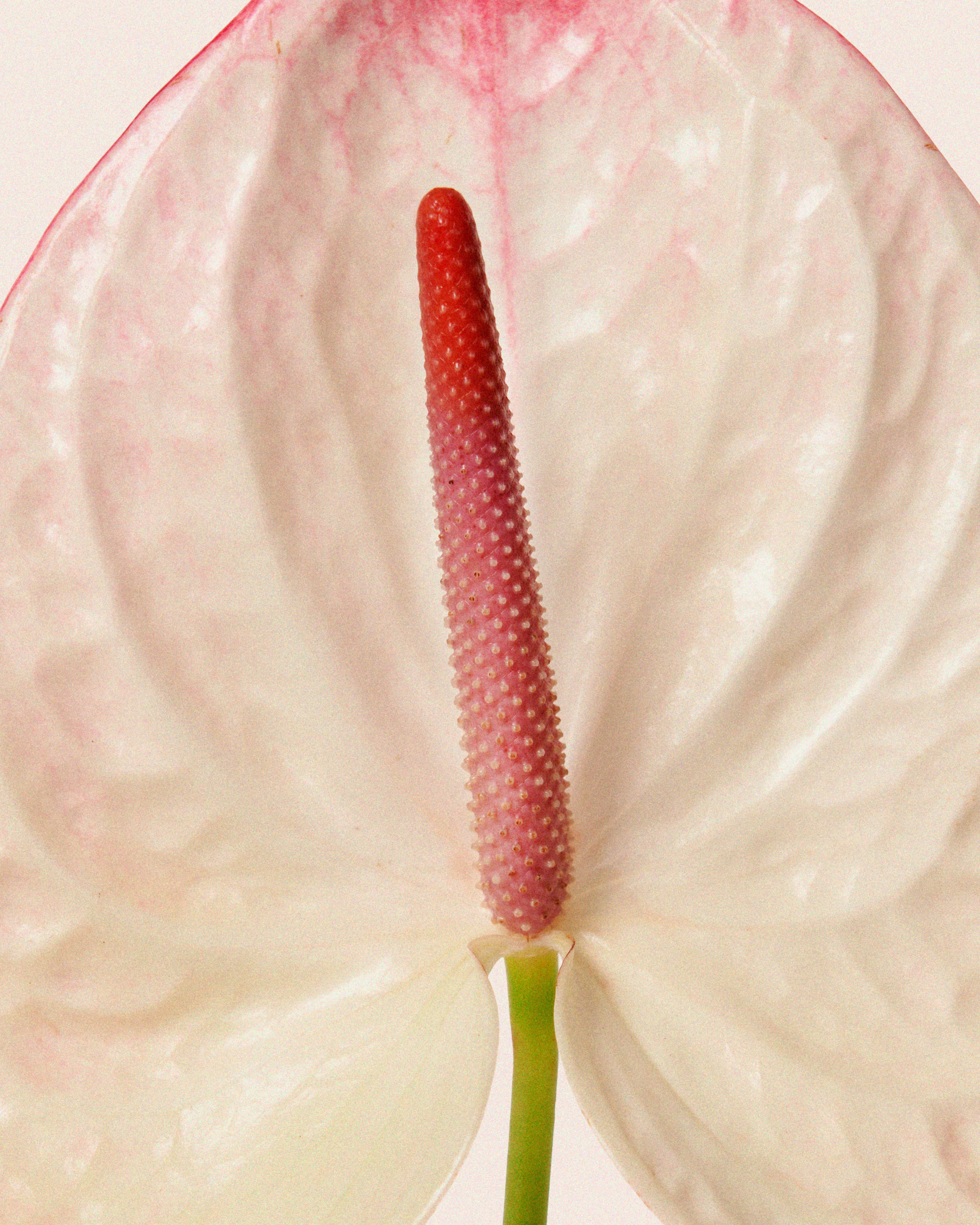 Campaign for flower studio. Nadezhda Diskant is a Moscow and Saint Petersburg based photographer