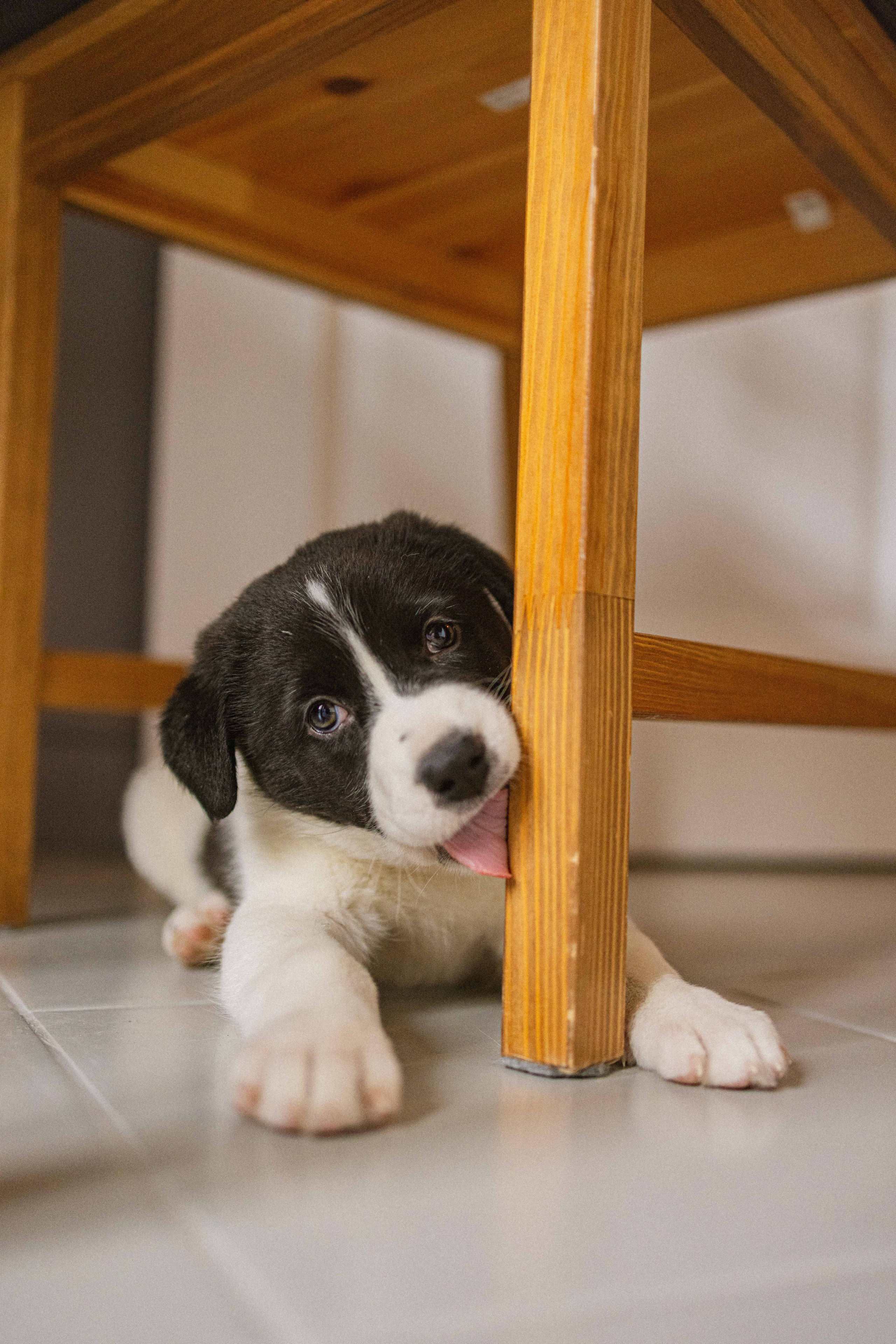Щеночки. Фотограф-анималист в Москве Лера Черноног