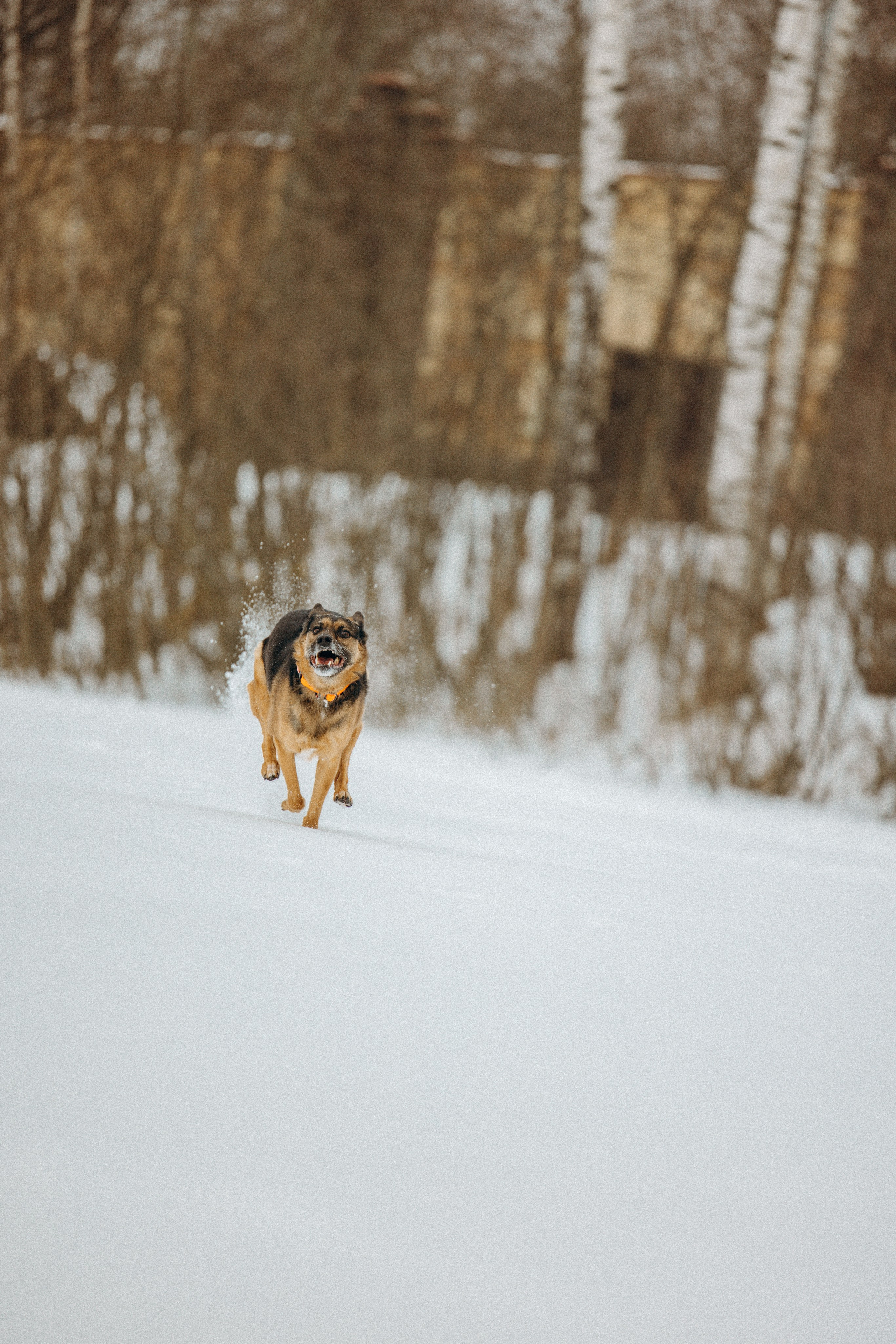 Ника, Матиша и Герда. Фотограф-анималист в Москве Лера Черноног