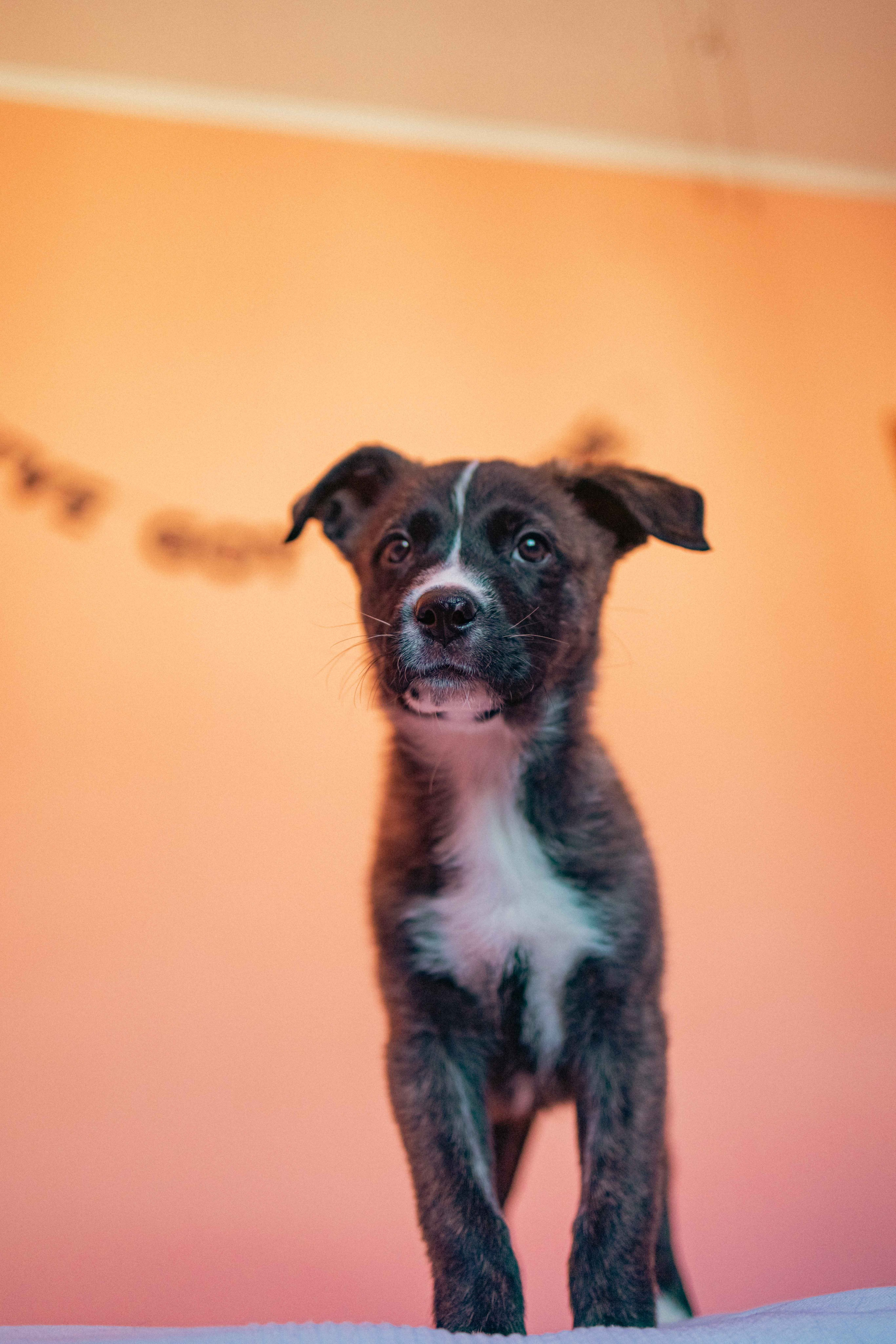 Гайка. Фотограф-анималист в Москве Лера Черноног