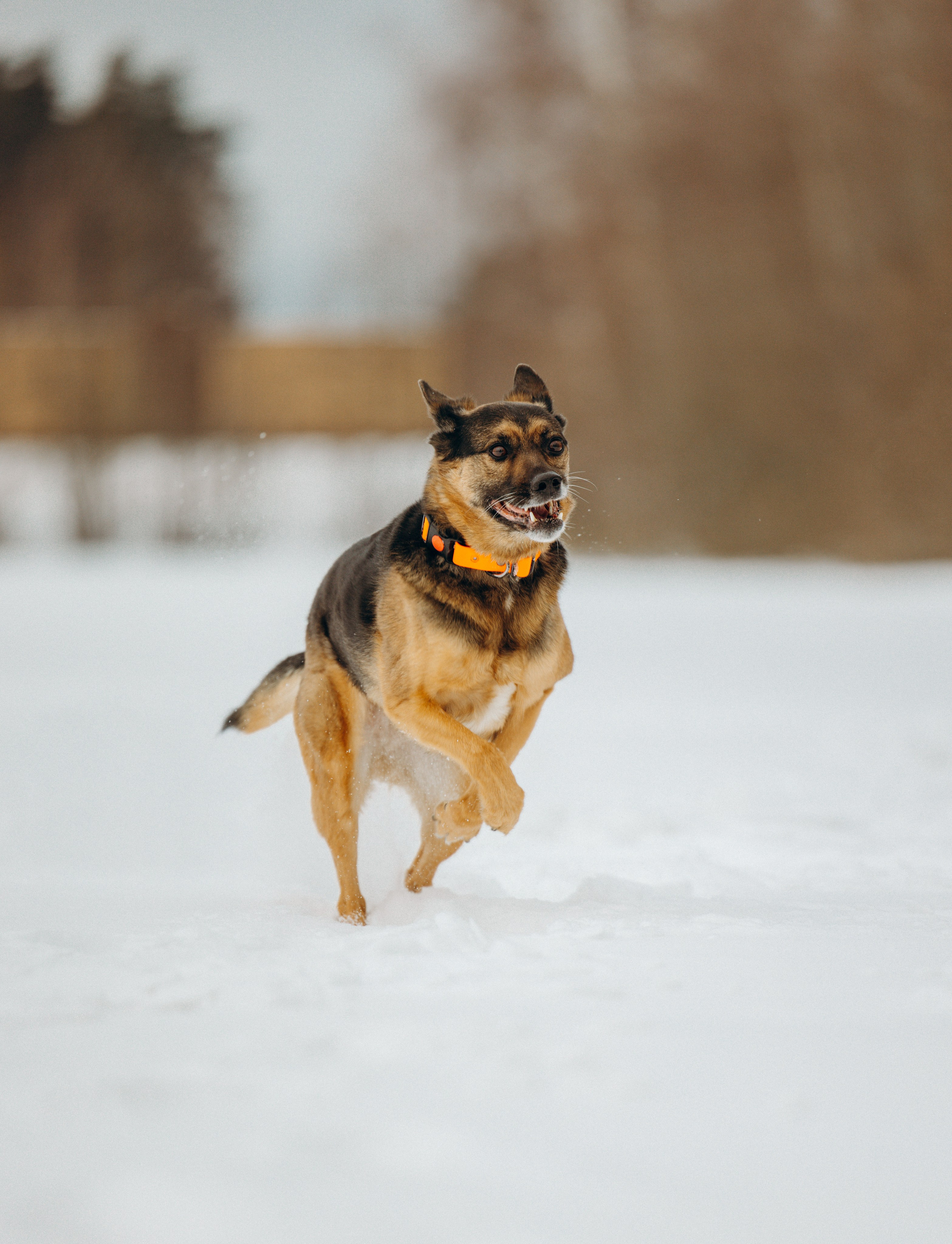 Ника, Матиша и Герда. Фотограф-анималист в Москве Лера Черноног