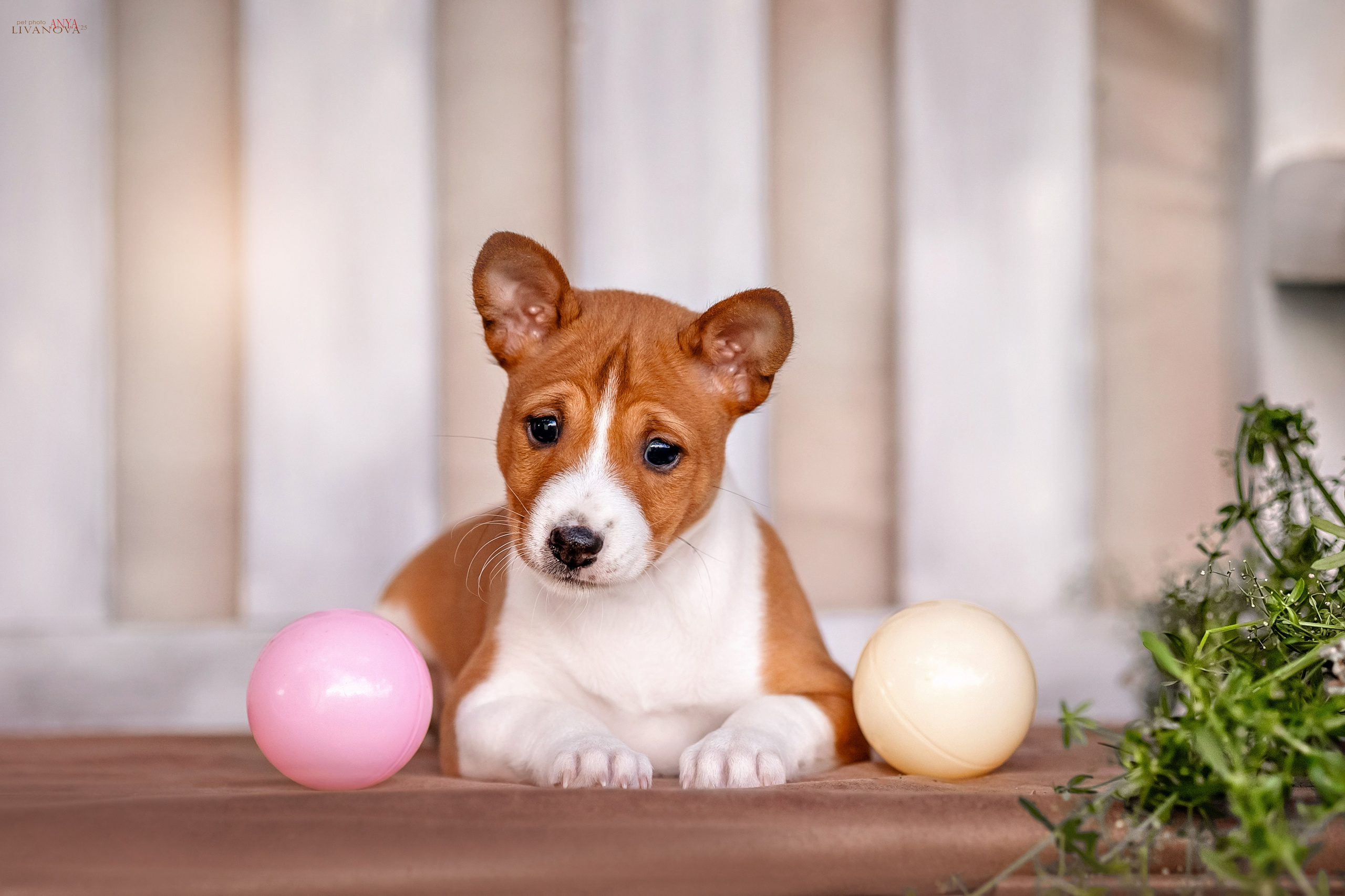 Басенджи. Фотограф анималист Аня Ливанова | Рыбинск
