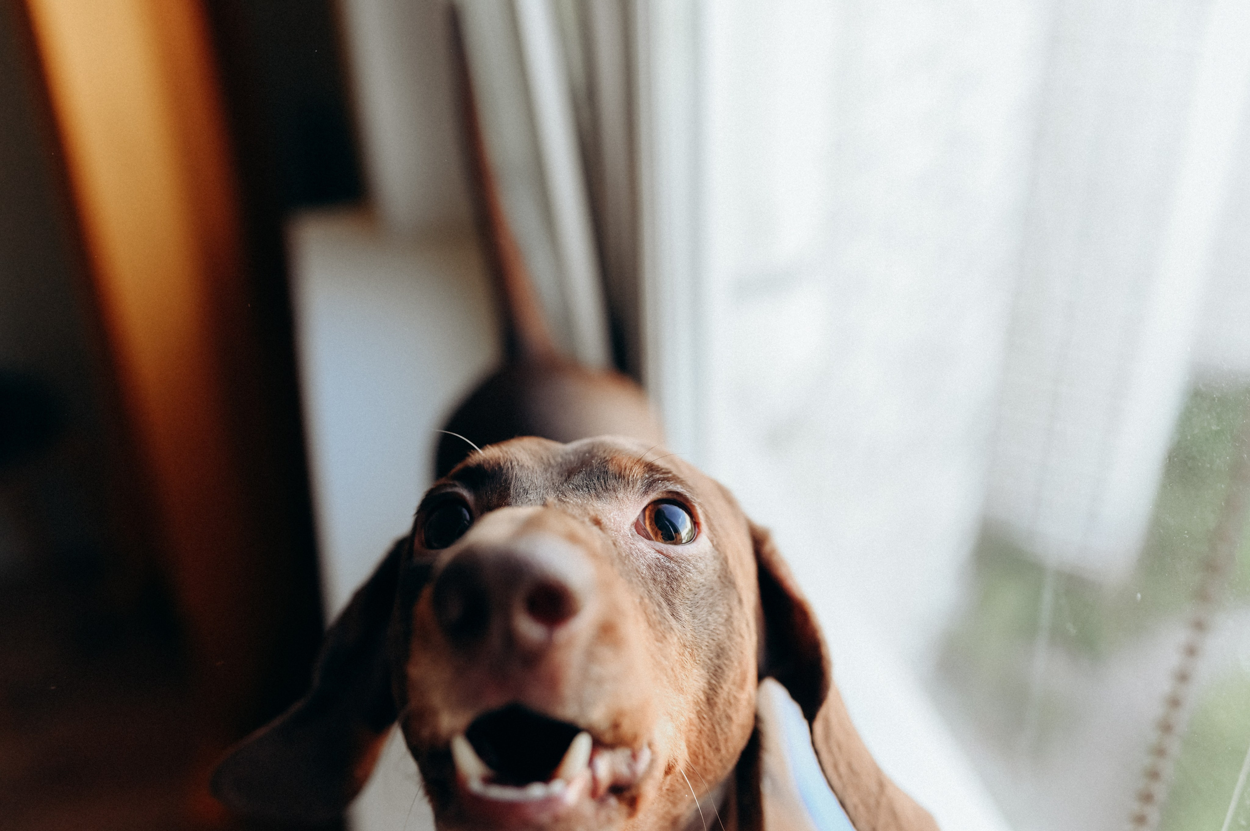 Фотограф анималист в Москве Ольга Агушева