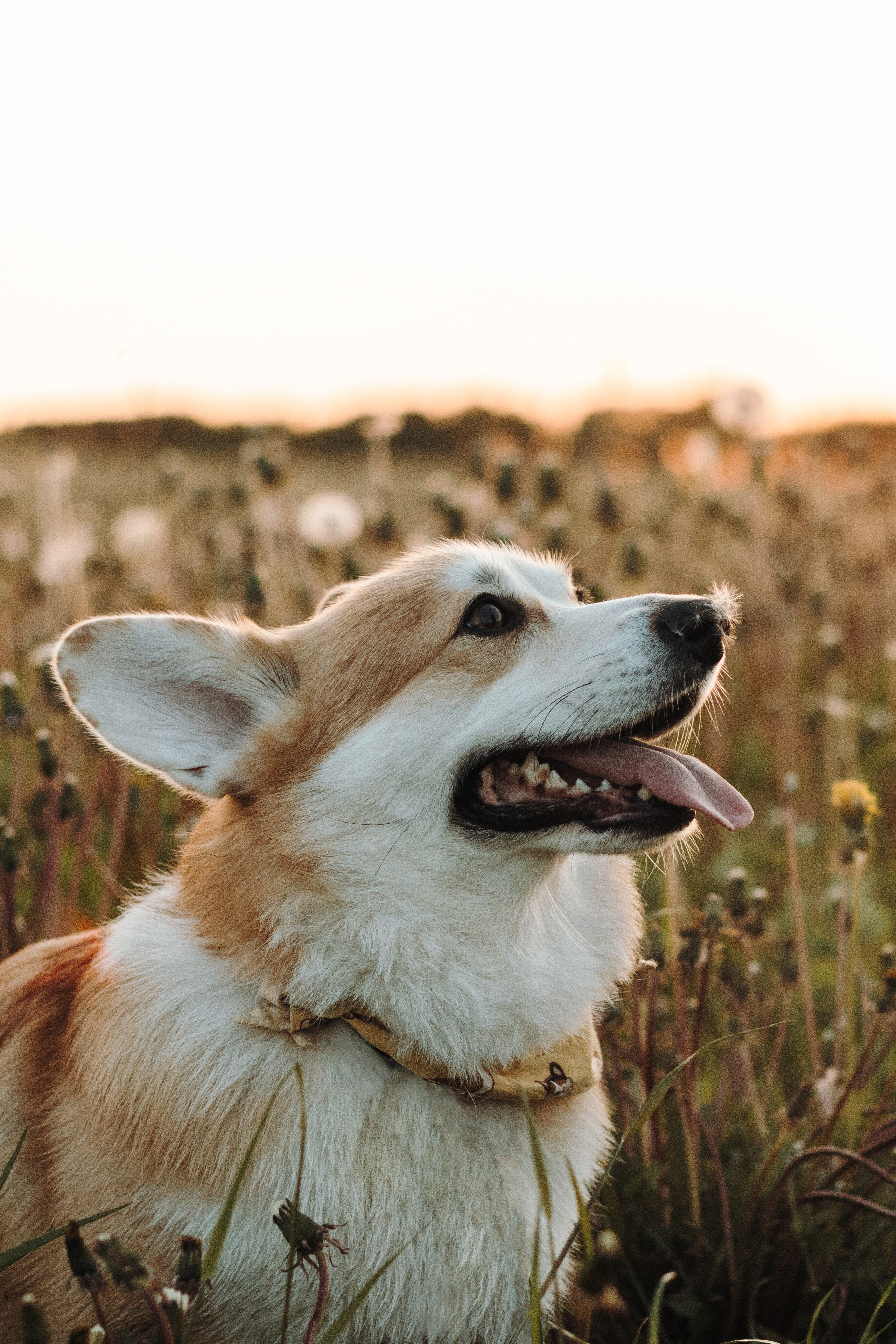 Ксюша и Ричард. Фотограф-анималист в Санкт-Петербурге