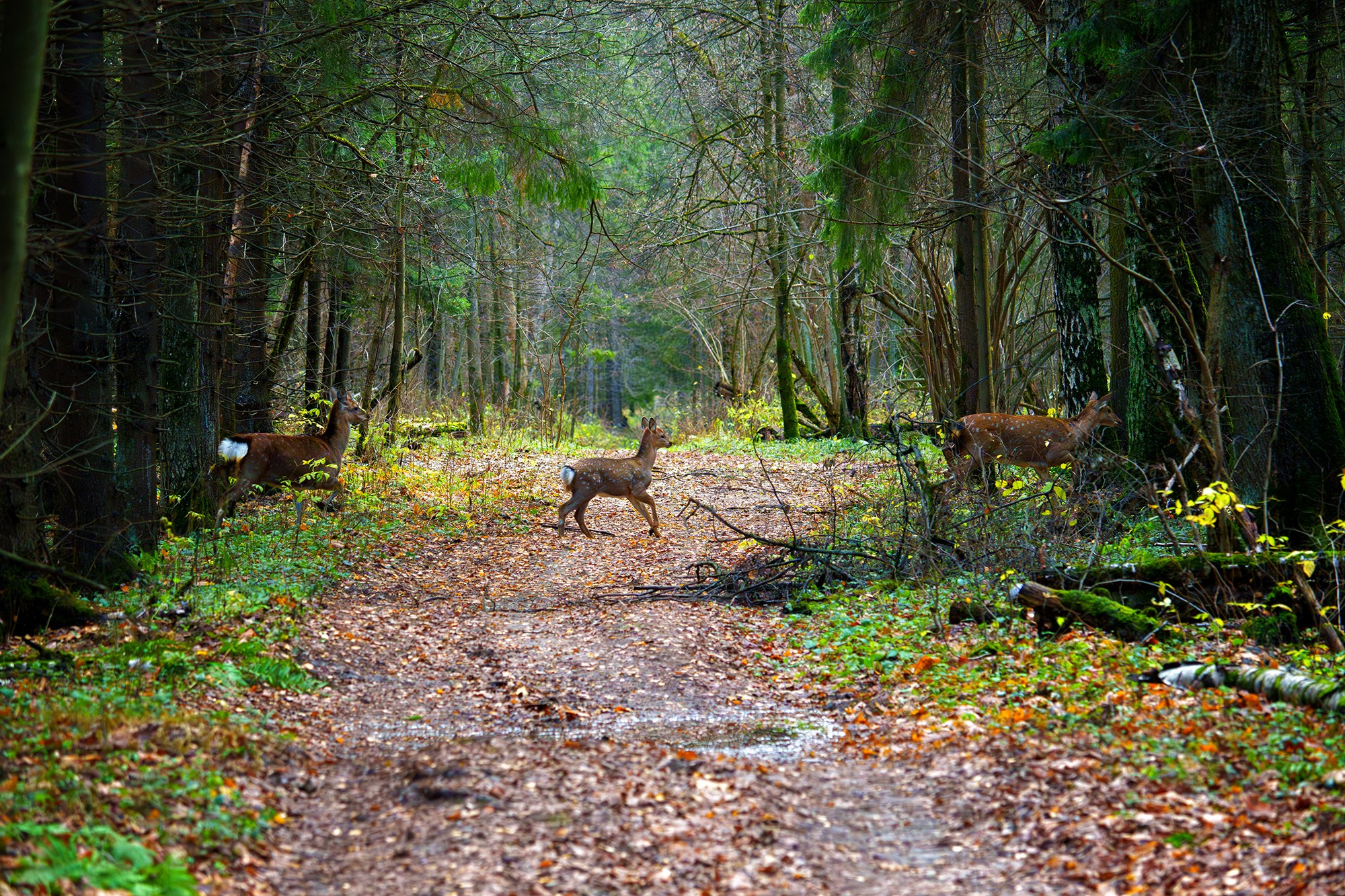 Животные. Ваш личный фотограф Марина Волкова