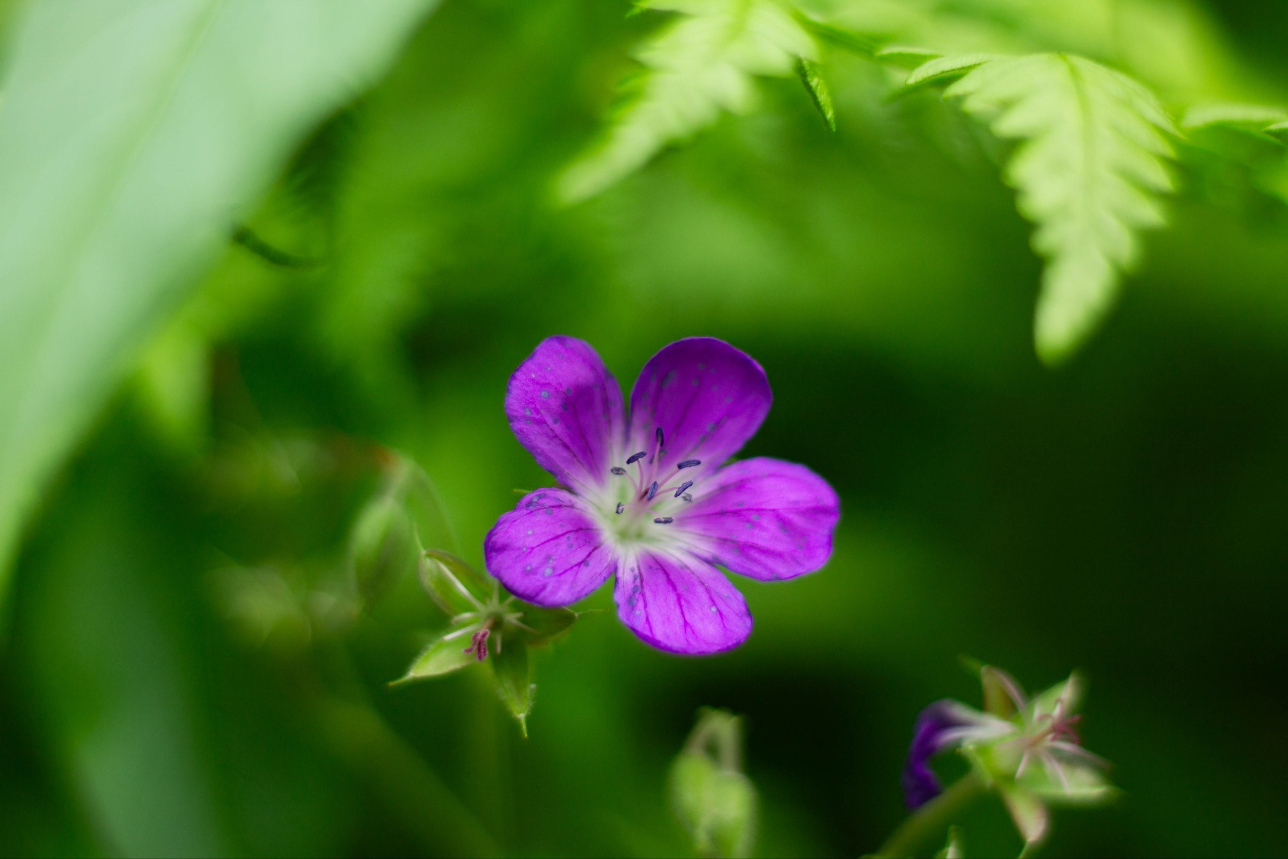 Разное. Mintonov's Film Studio