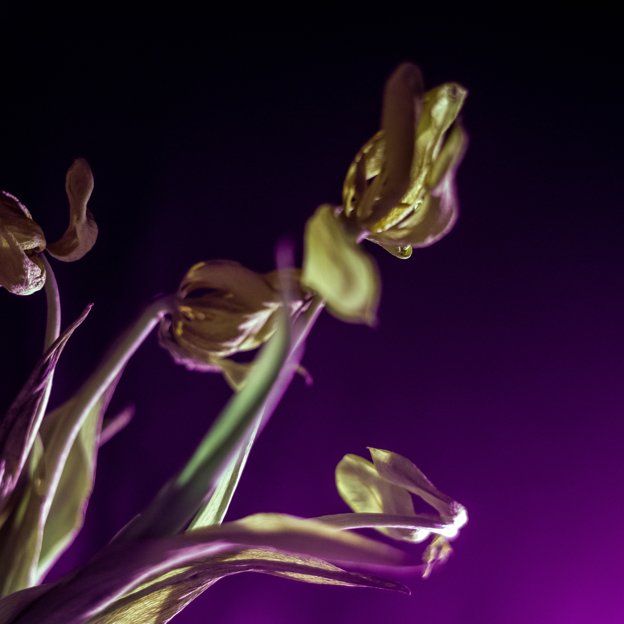 Цветы, колосья и все, что растет. Фотограф Старый Оскол Мавлыга Мария