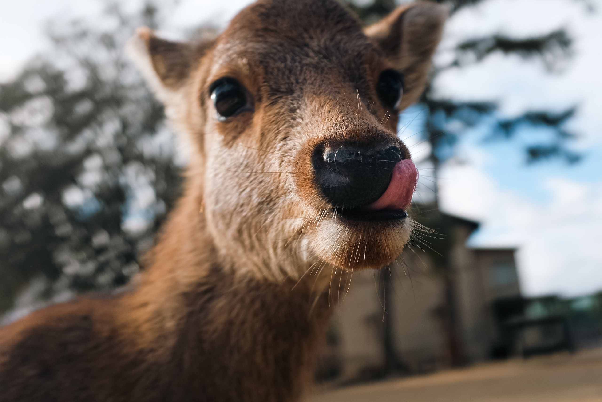 Nara. Regina Platonova