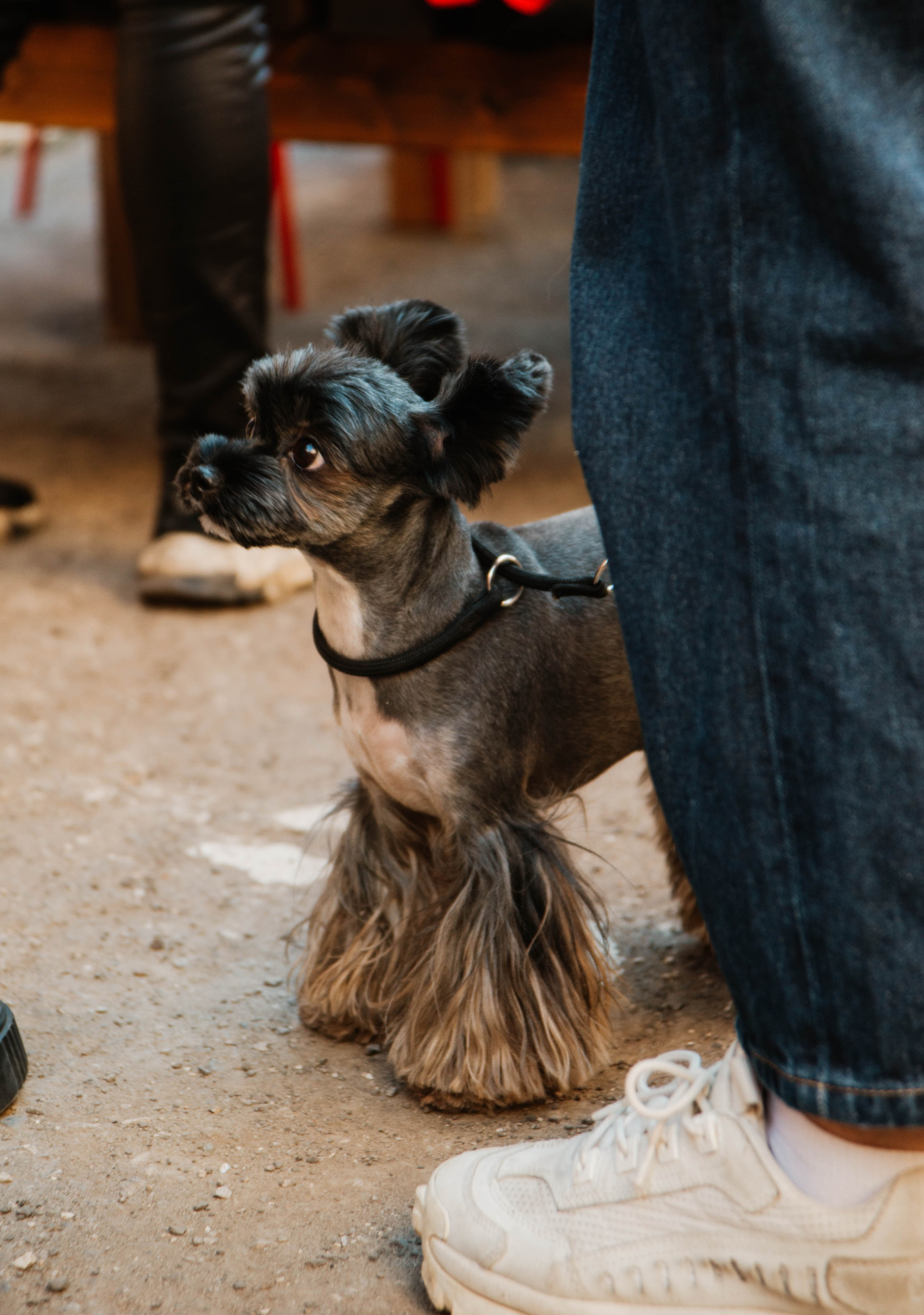 Дог-вечеринка на летнике «Кутёж». Ксения Glossa. Портретный и репортажный фотограф в Самаре