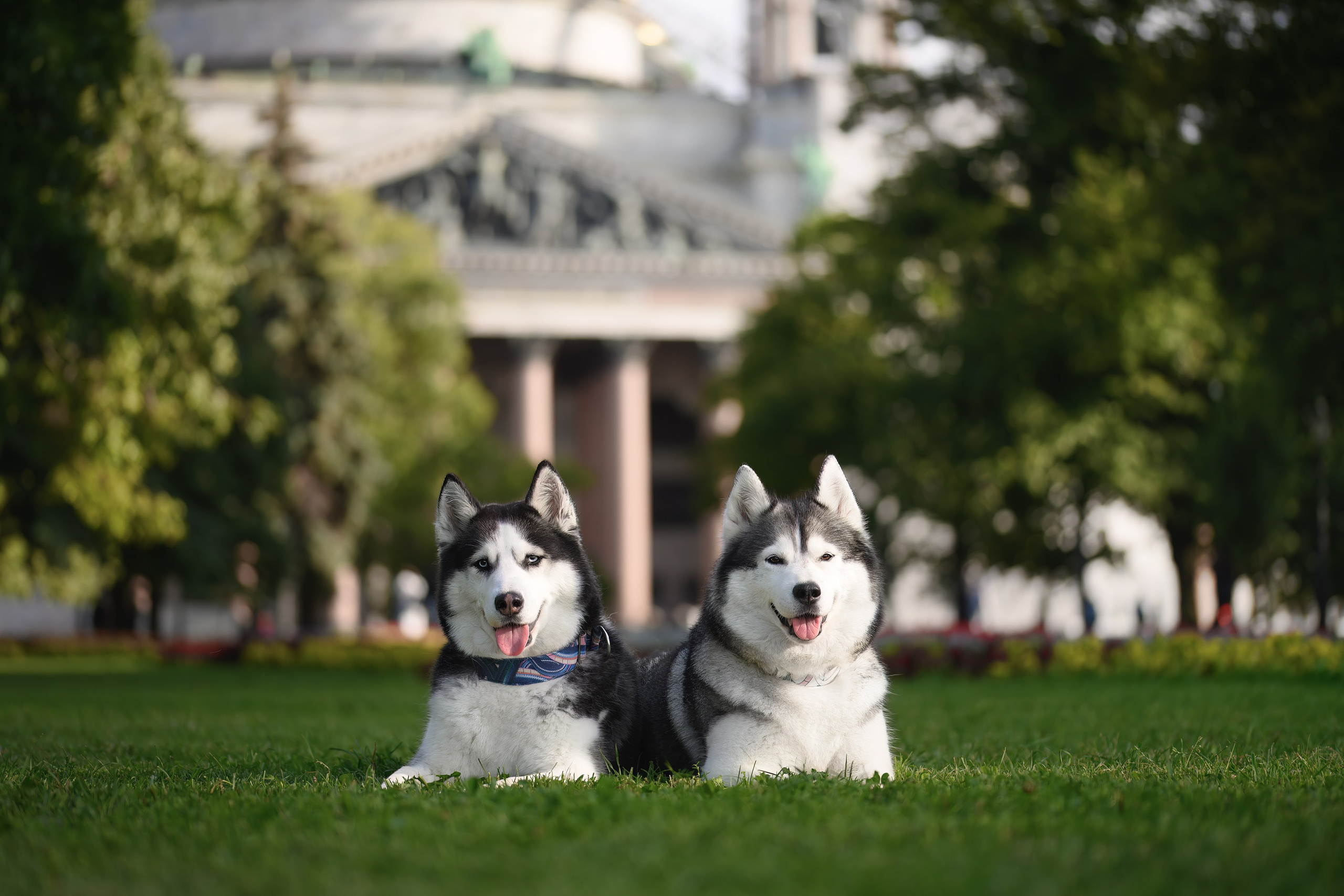 Собаки. FASHION ФОТОГРАФ КАЗАНЬ