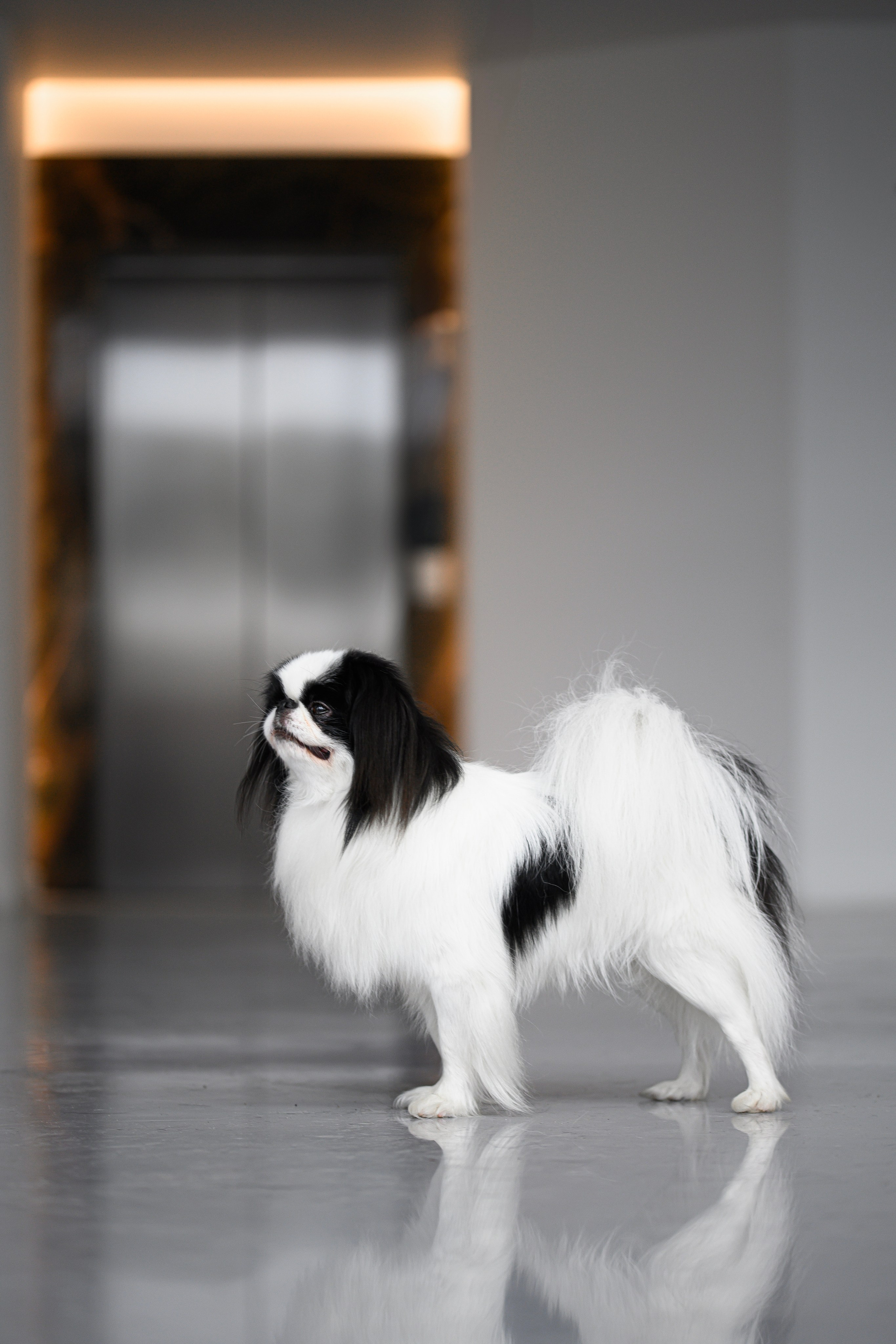 Собаки. FASHION ФОТОГРАФ КАЗАНЬ