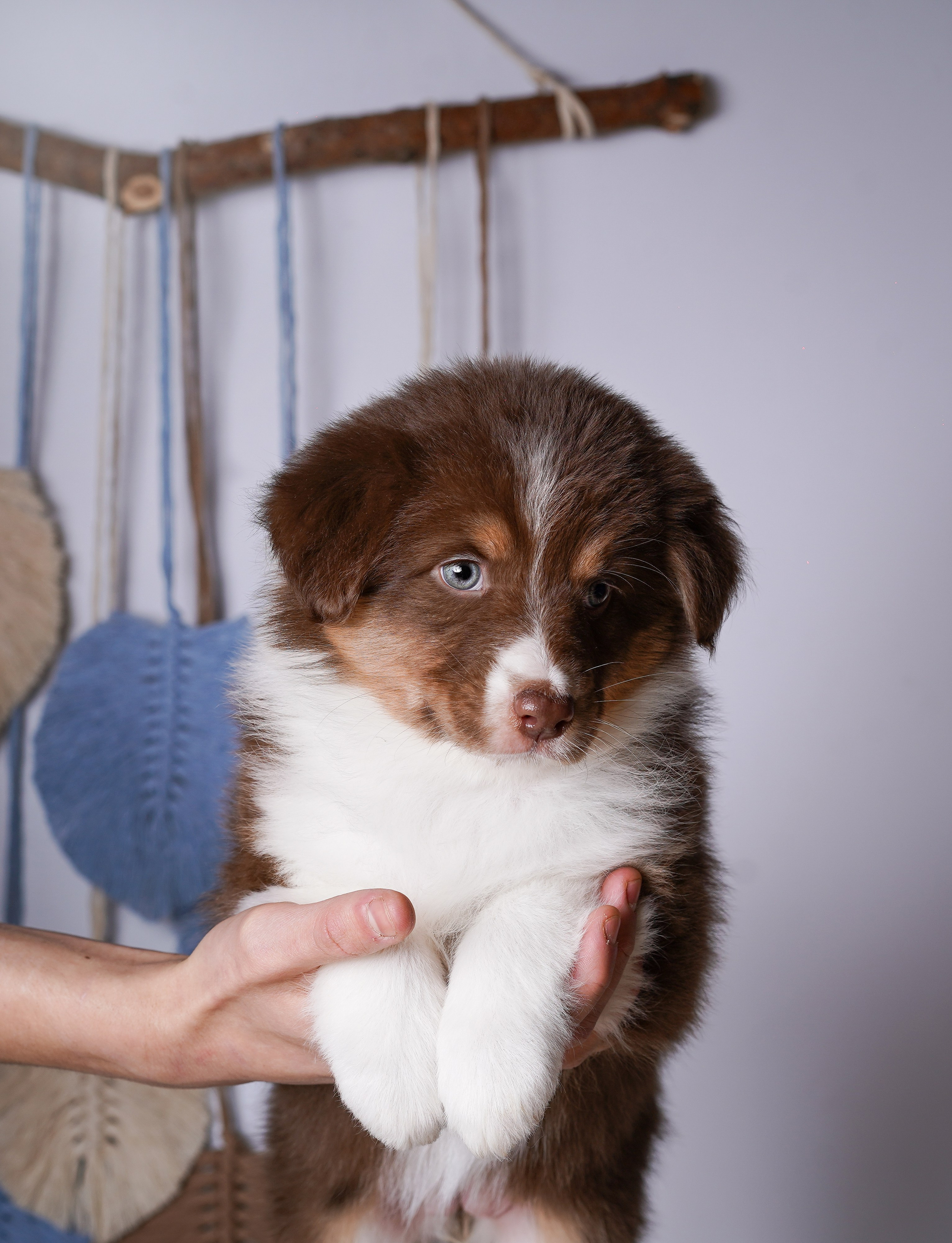 Щенки аусси. Фотограф-анималист в Санкт-Петербурге Яна Мартынова