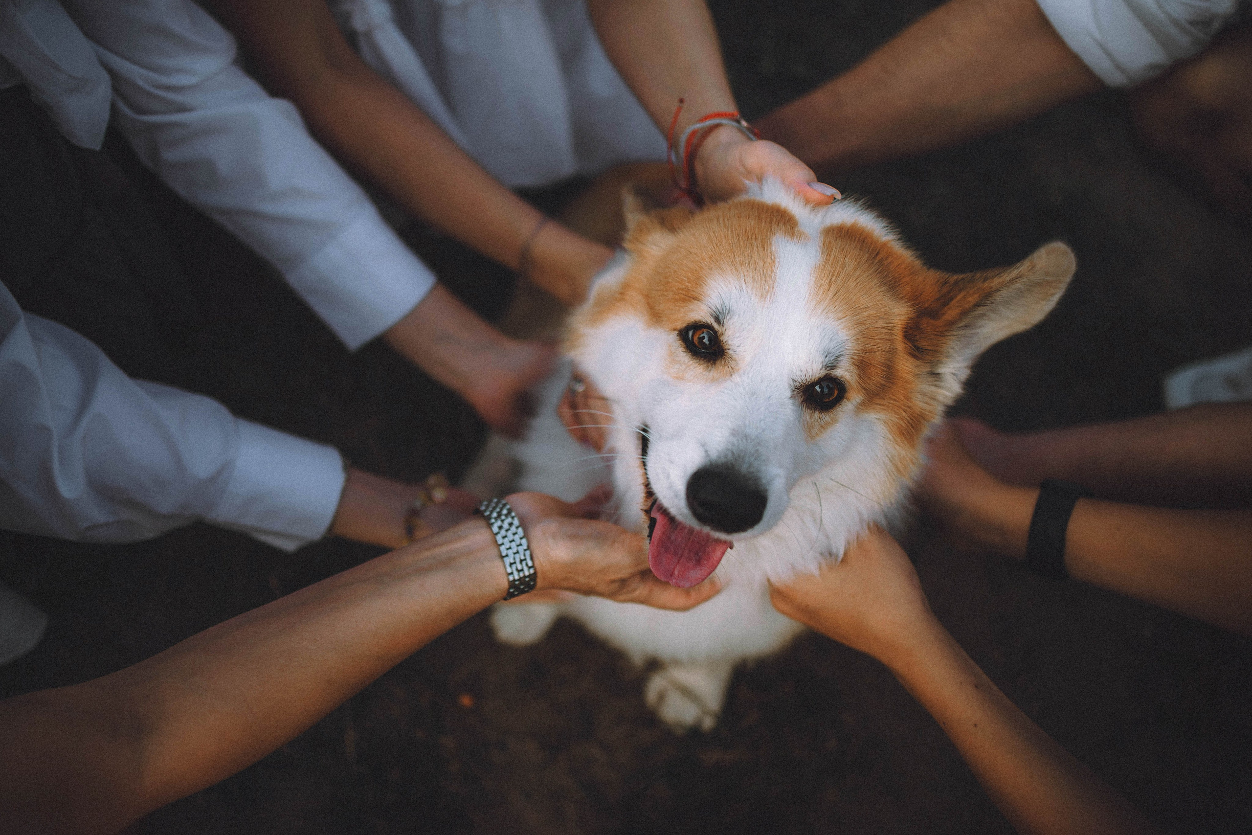 Арчи и его семья