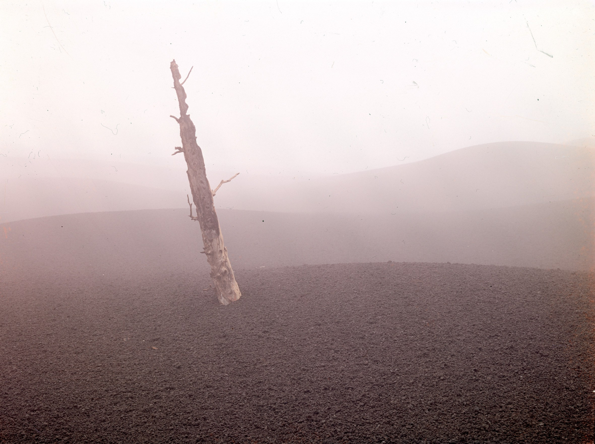 Верхушка дерева. После извержения Толбачика. 1975г