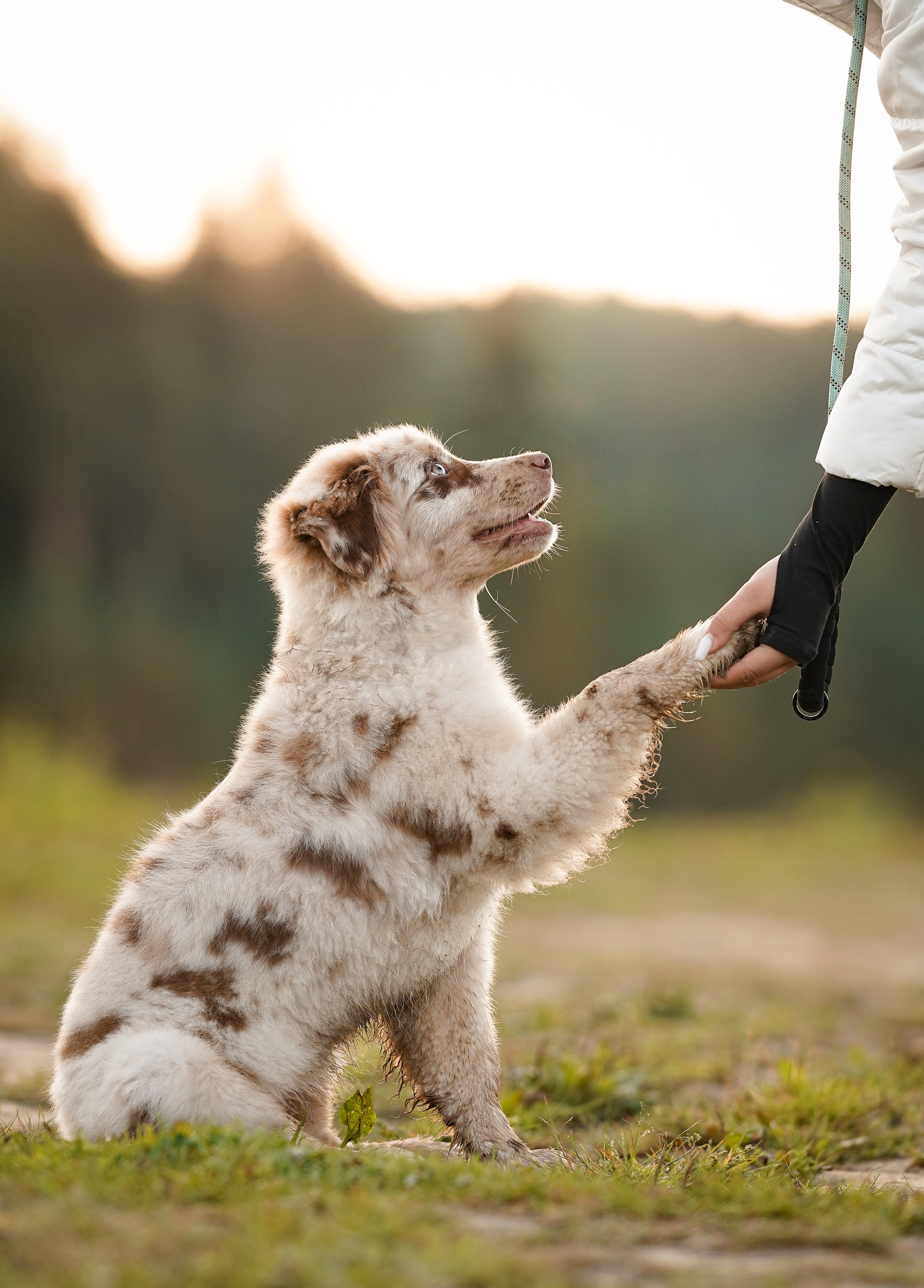 Катя Сэнди и Рокки. Фотограф-анималист в Санкт-Петербурге Яна Мартынова