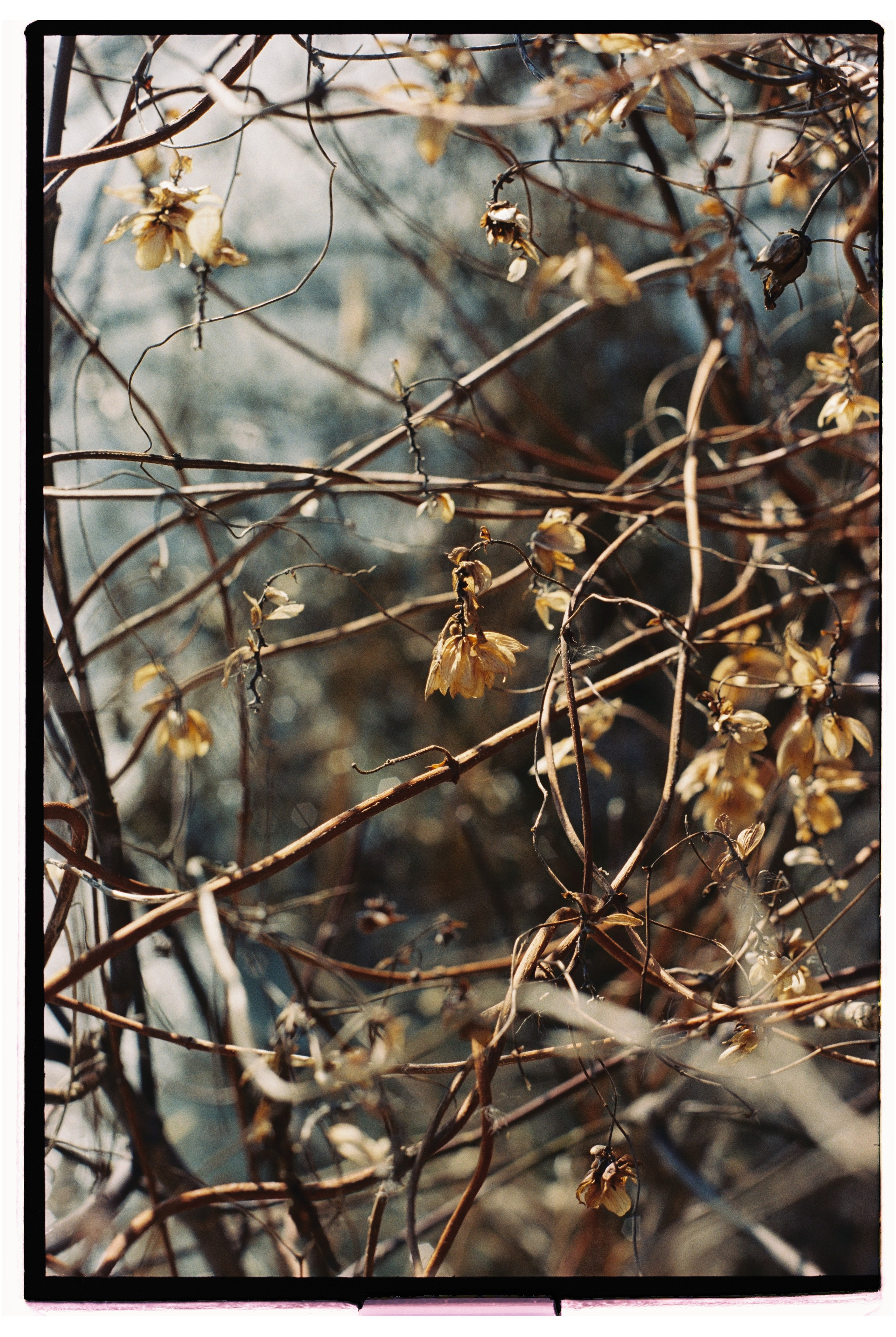 KALUGA. ANNA — PHOTOGRAPHER