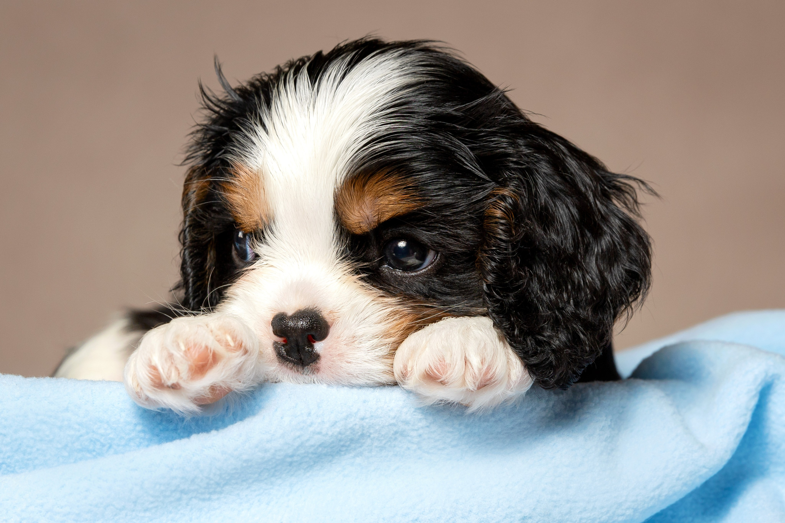 Кавалер Кинг Чарльз спаниель. Юлия Микульская. Рыбинск