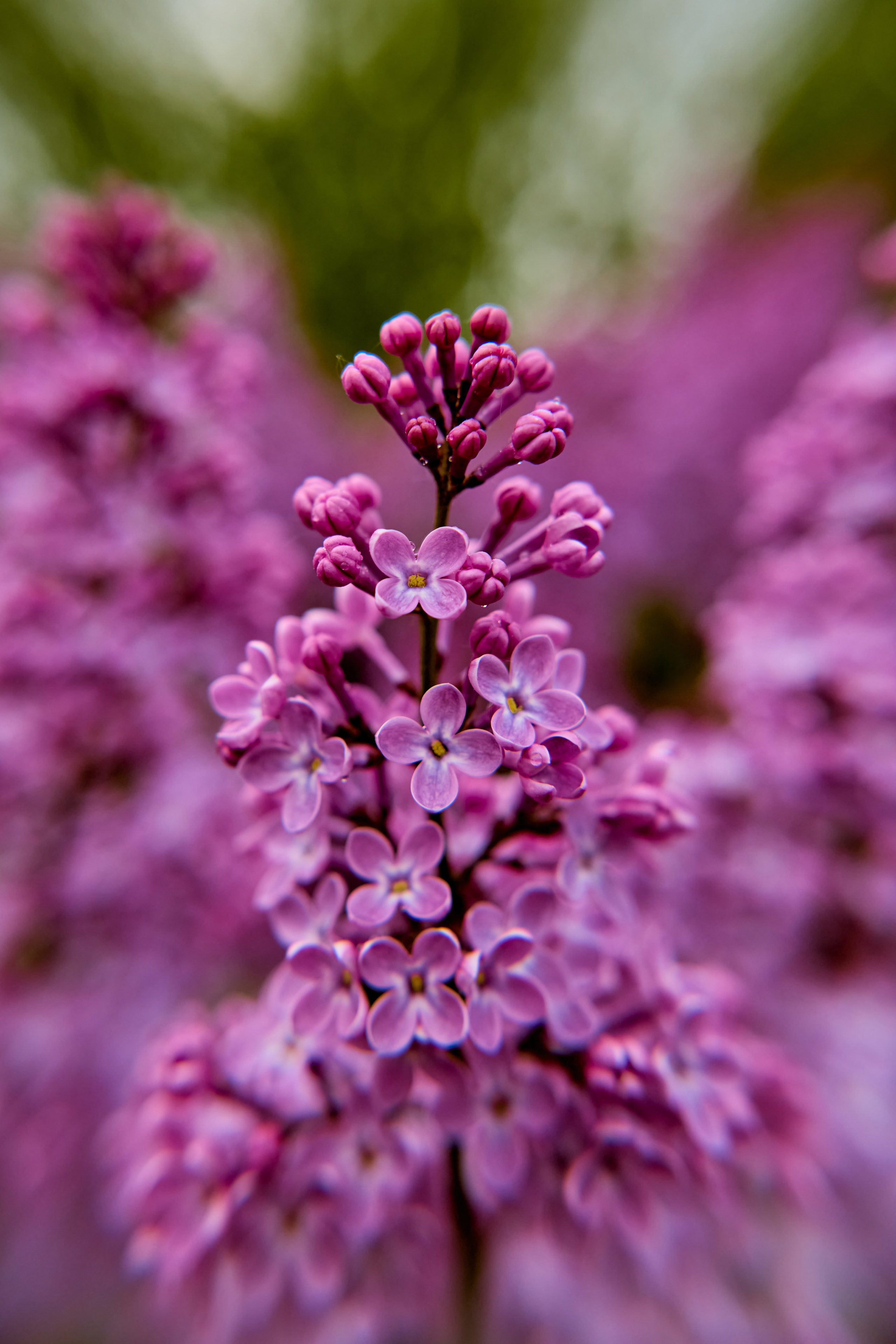 Нежный букет сирени, наполненный ароматом и светом, запечатлённый Николаем Головановым, г. Дзержинск.