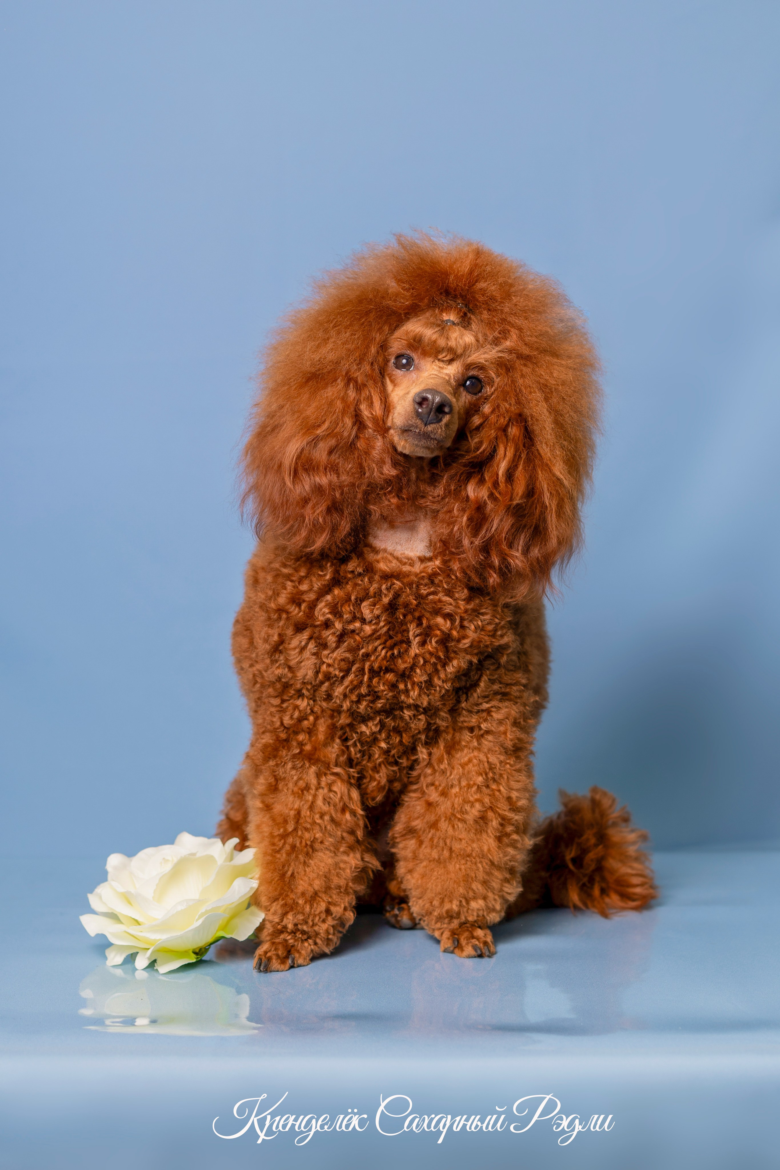 Кренделек сахарный Редли. Фотограф 📸 семейный, предметный, репортажный