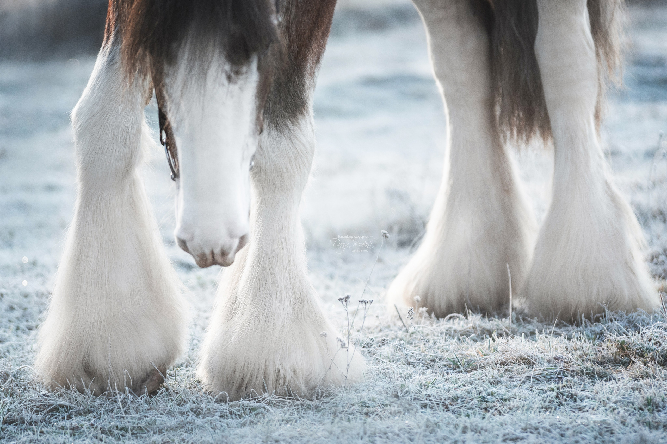 Komardins. Конный фотограф Куракина Дарья • Фотосессии с лошадьми