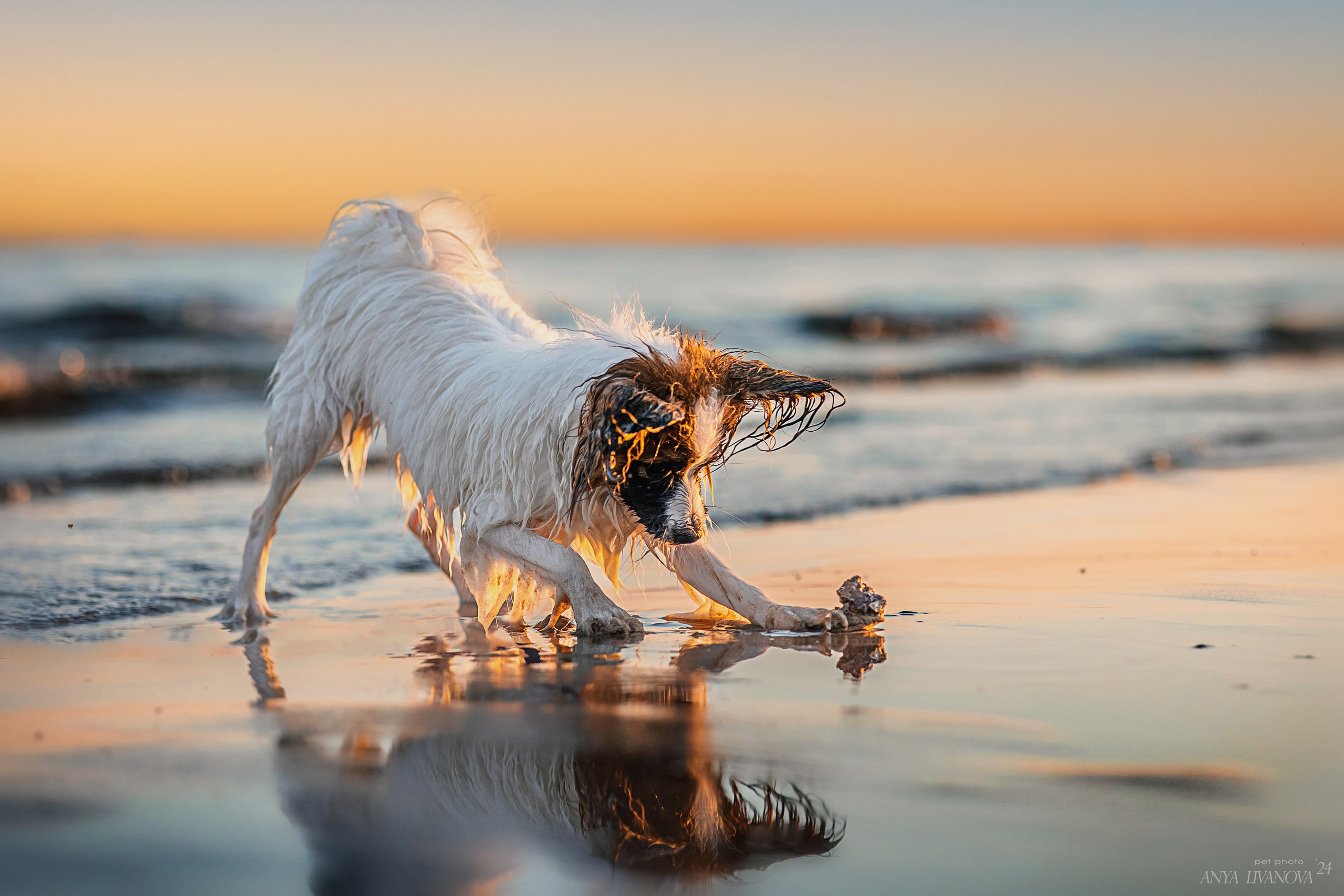 Хьюстон. Фотограф анималист Аня Ливанова | Рыбинск
