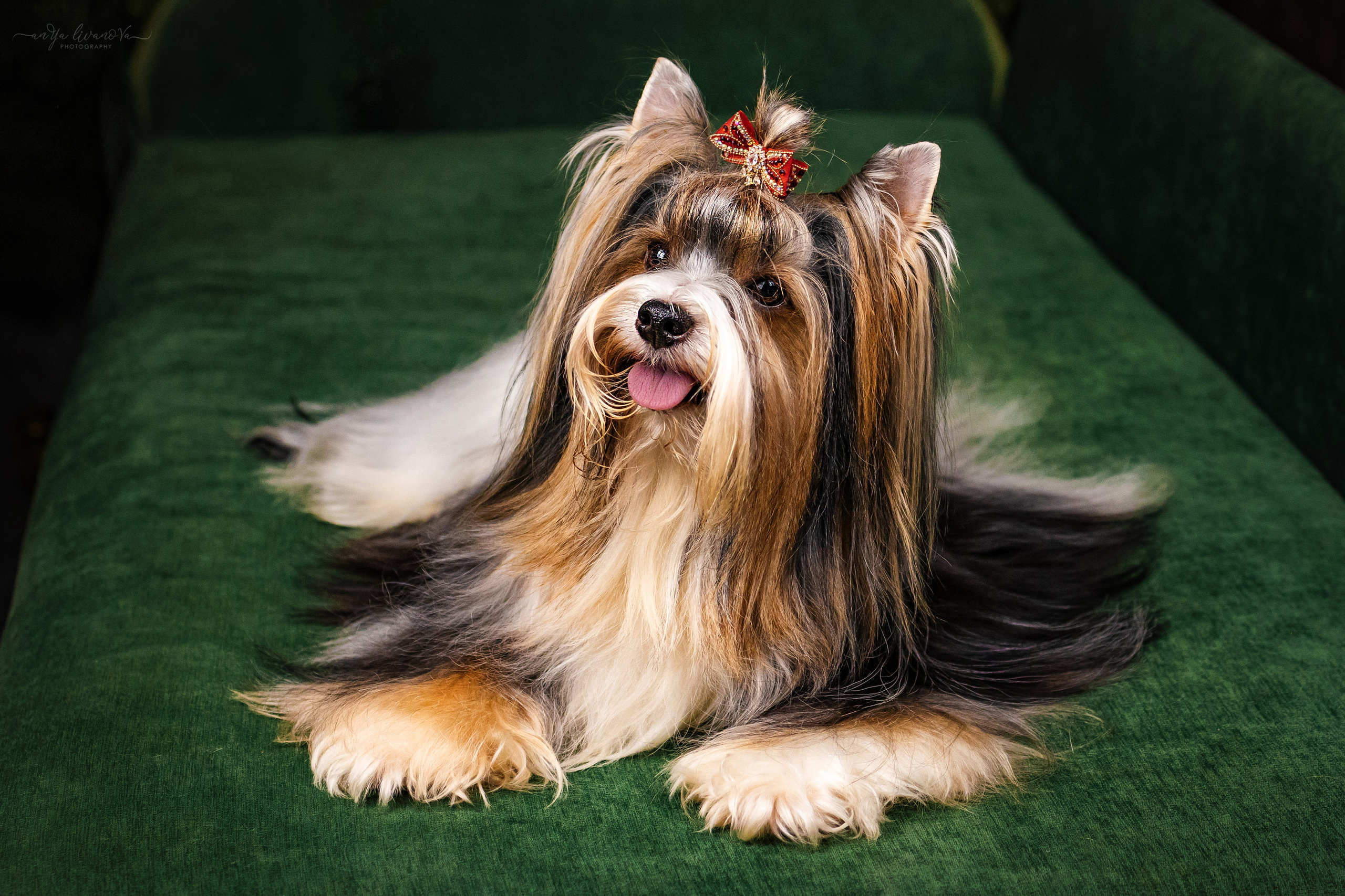 Новогодняя атмосфера в «Simply the Best». Фотограф анималист Аня Ливанова | Рыбинск