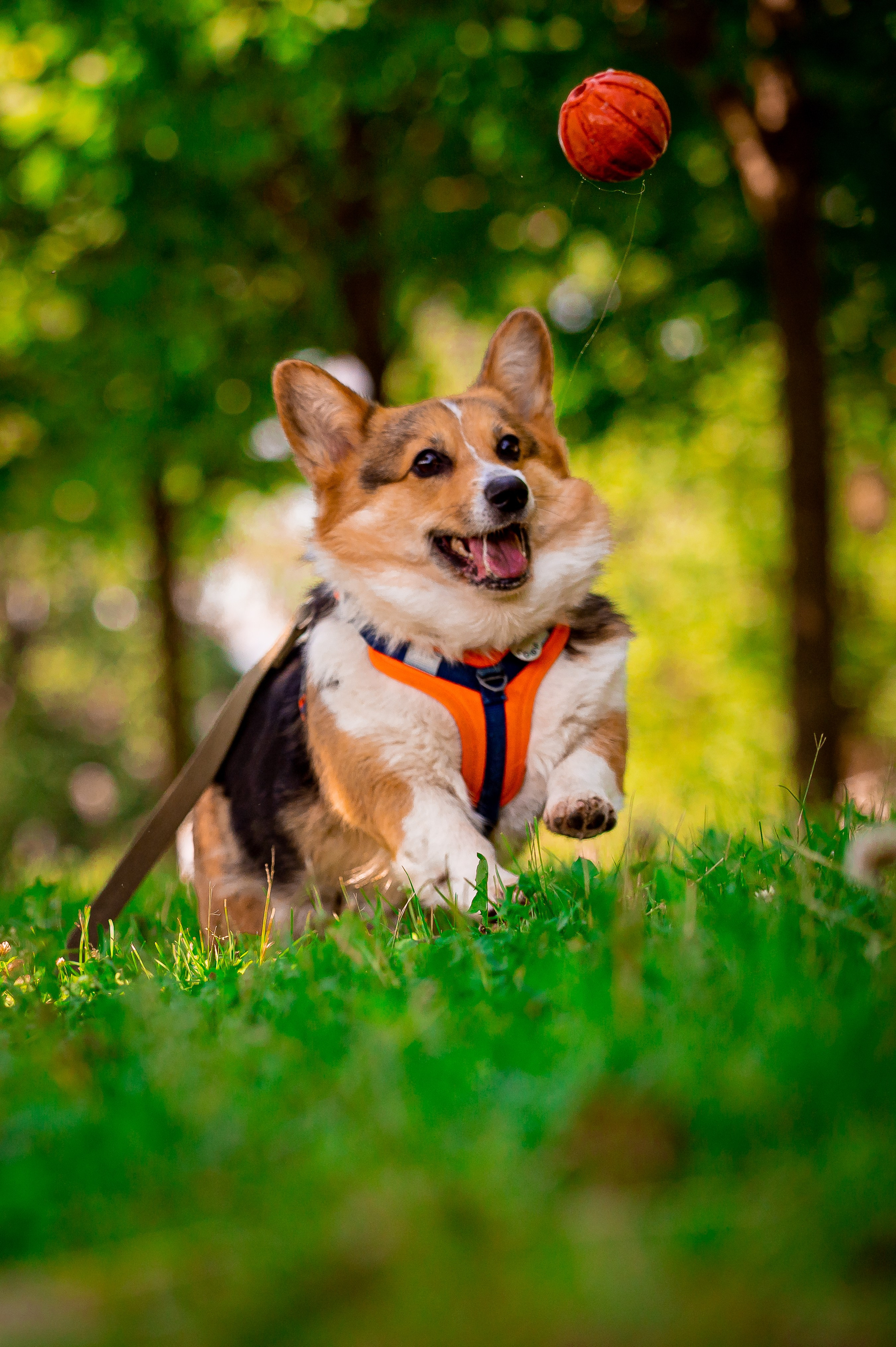 Собаки. Фотограф-анималист в Санкт-Петербурге Анастасия Иванова