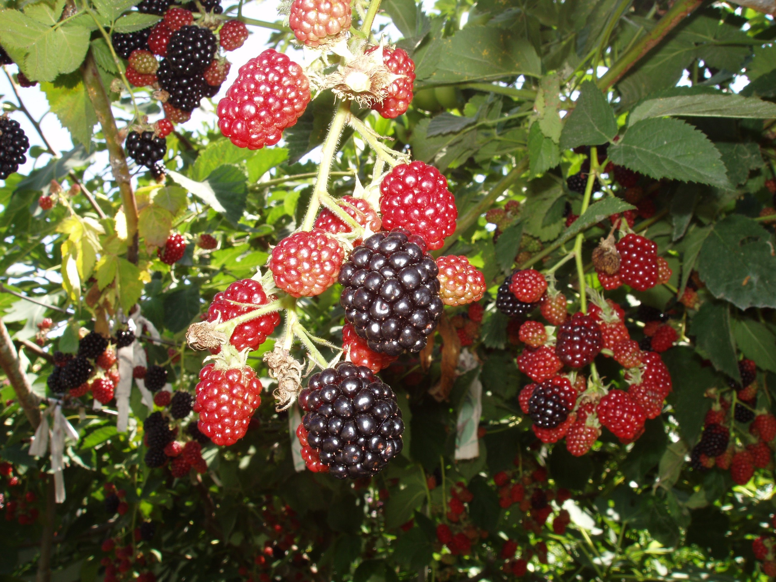 Отпуск 20.07-17.08. Семейный, Свадебный фотограф СПБ Питер— Романова Екатерина