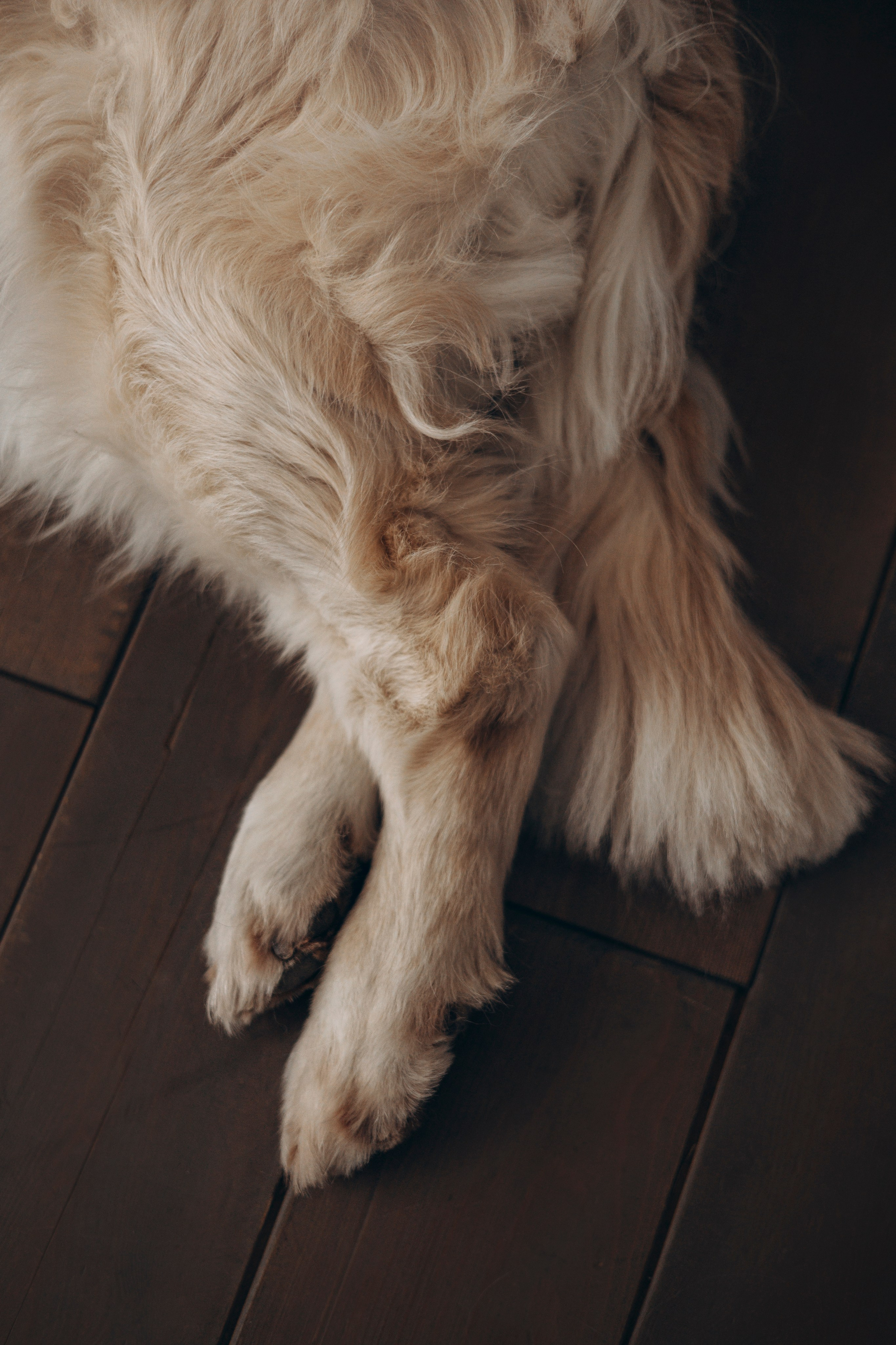 Ирина и Луна. Фотограф — Анималист | Санкт-Петербург