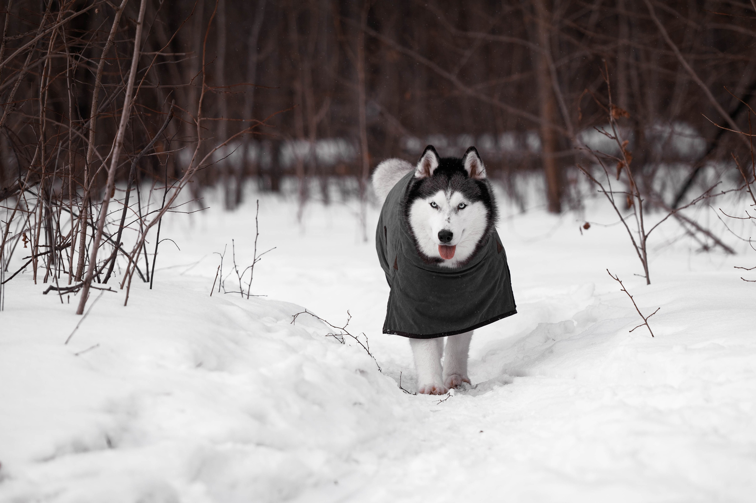 Шанель. Фотограф-анималист