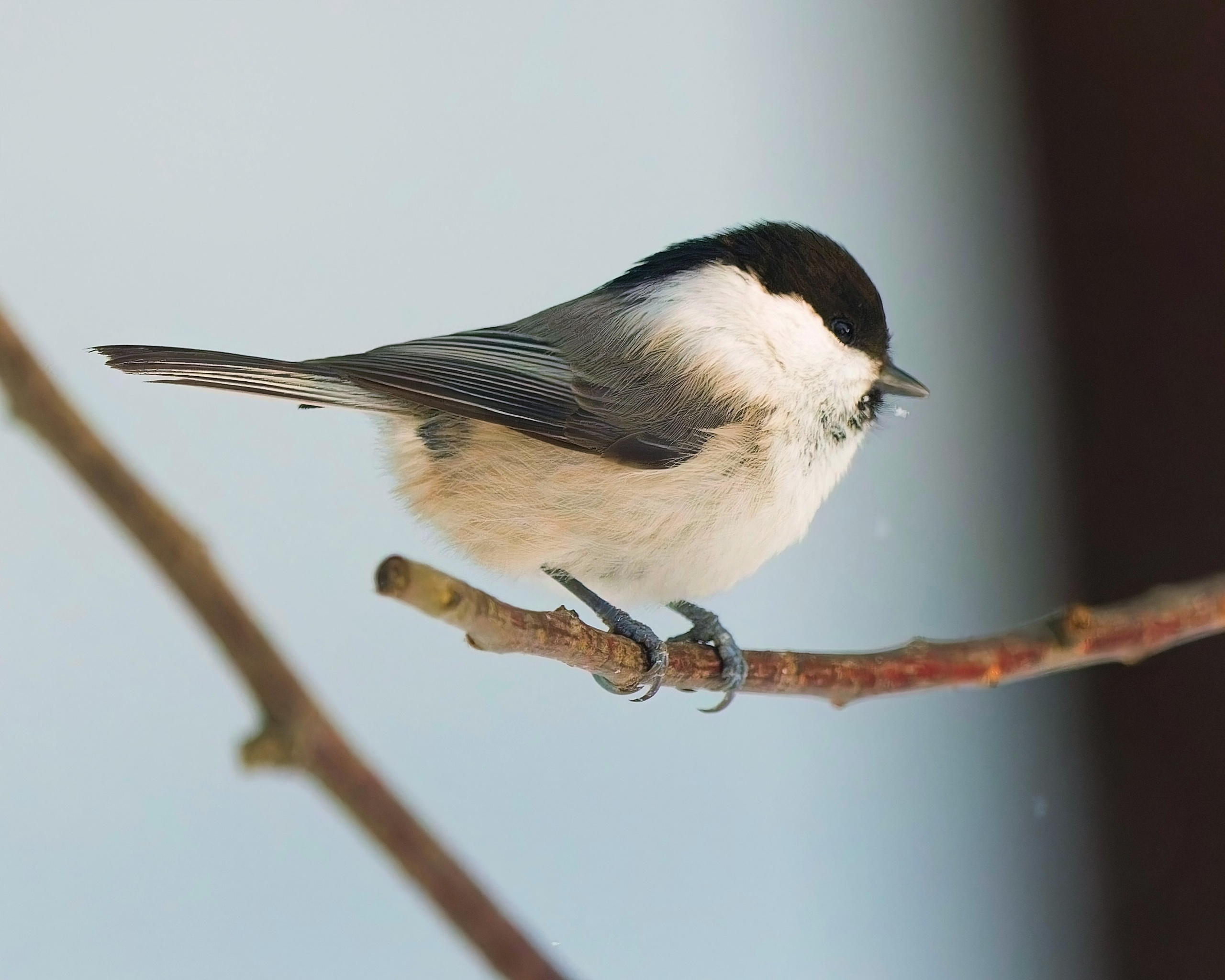 ПРИРОДА. Слепки времени. Фотографии природы и событий. Москва. Сергей Аллагулов
