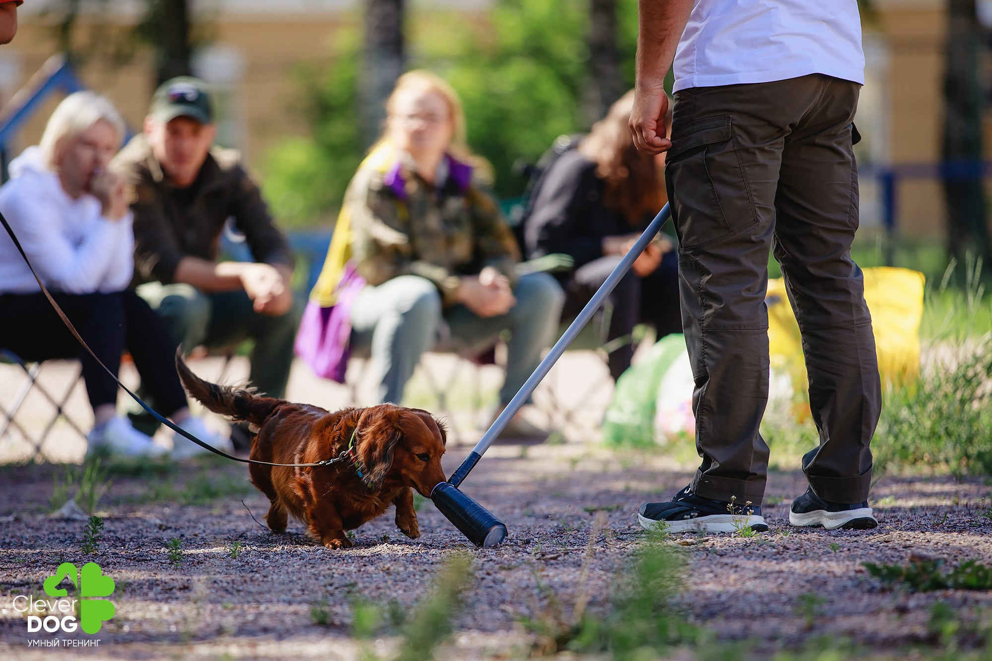 Семинар по поиску запаха с Иваном Ломовым, организатор CleverDog, СПб. Фотограф-анималист Mary Mart — Москва, Питер